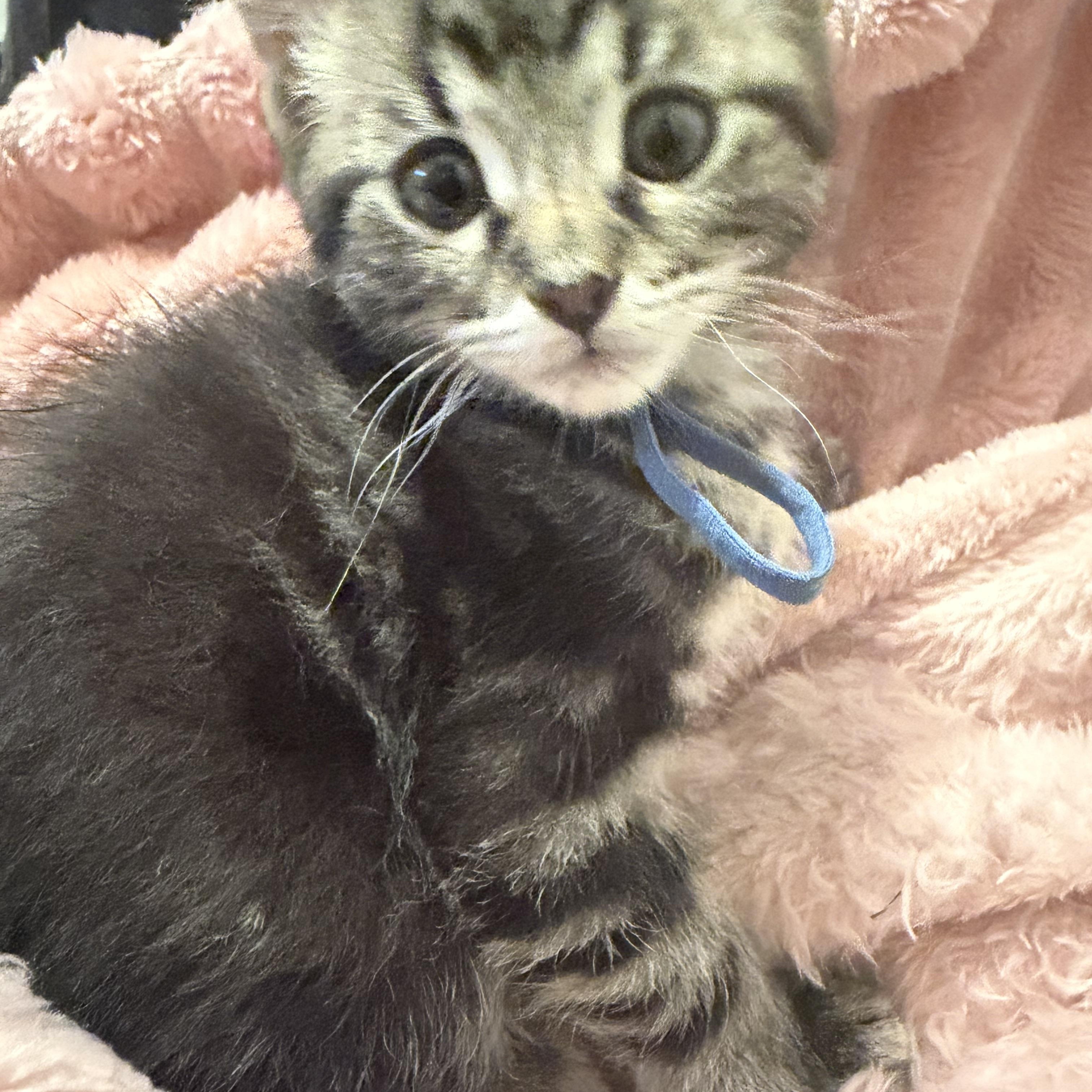 Ethan, adopted, Kitten Male Bengal.