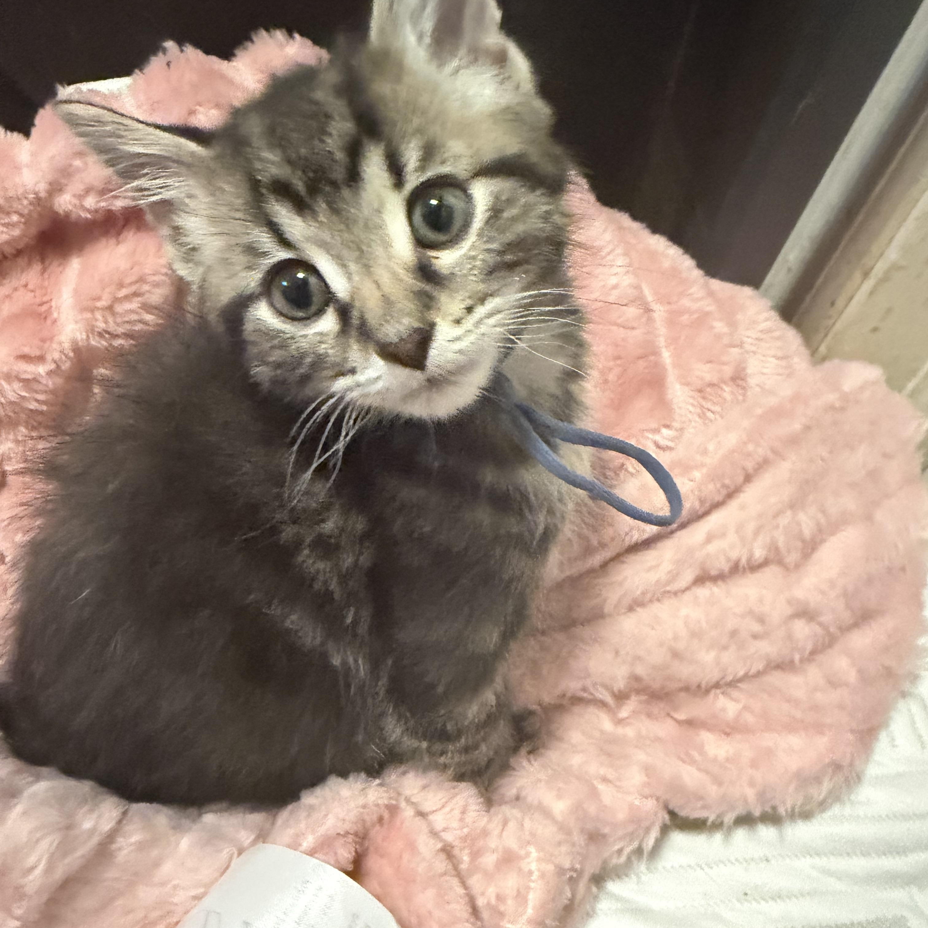 Ethan, an adopted mixed breed in Palatine, IL image 2/3