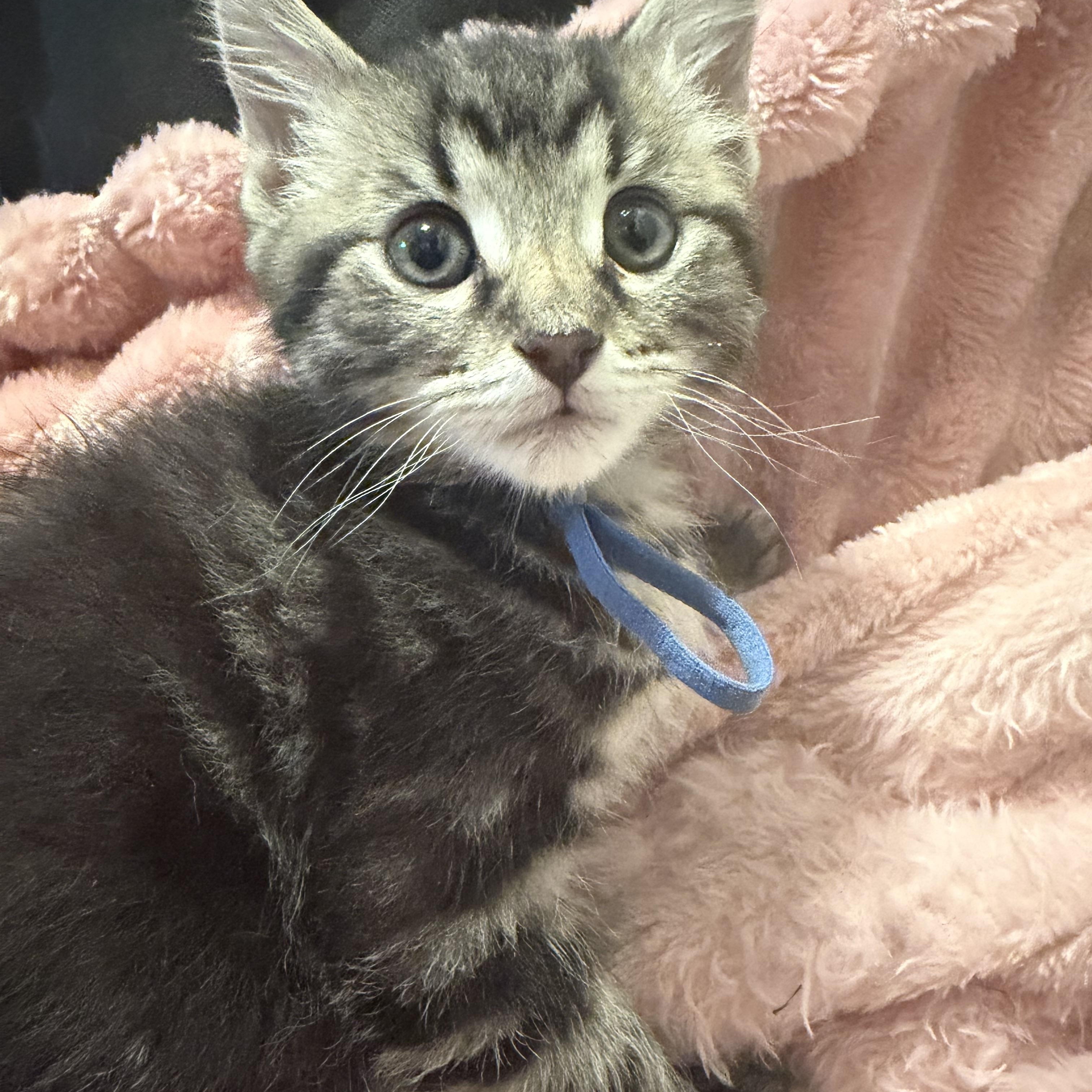 Ethan, an adopted mixed breed in Palatine, IL image 3/3