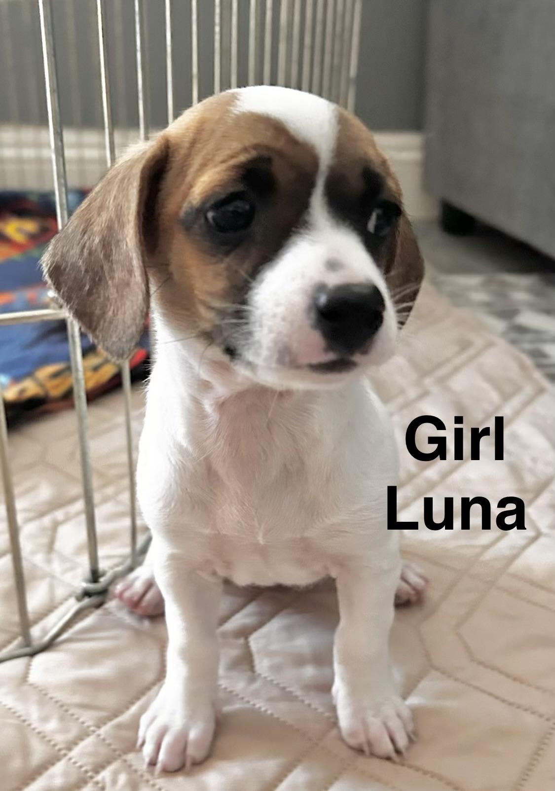 Luna, a ADOPTABLE mixed breed in Penryn, CA image 3/3
