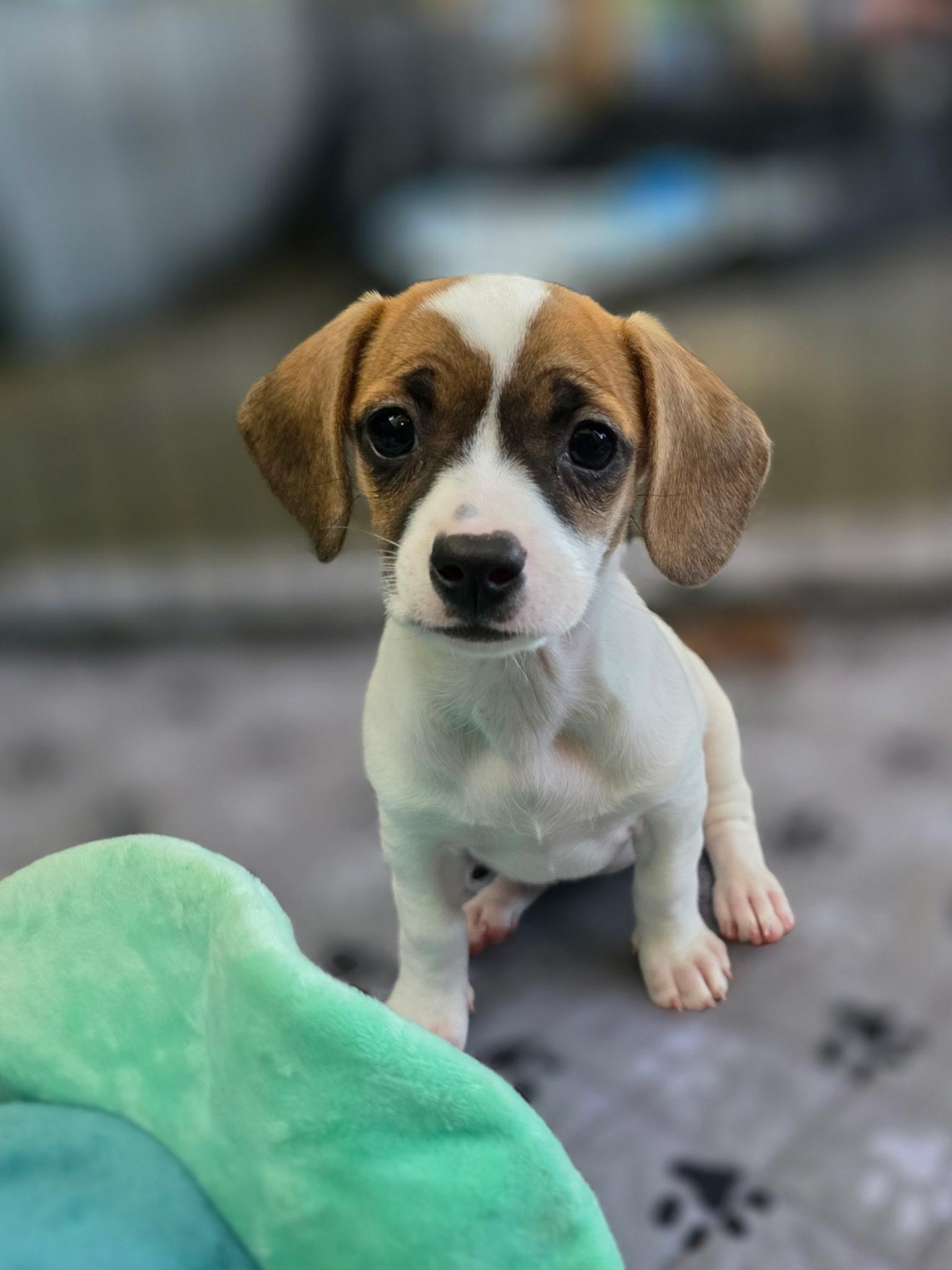 Luna, a ADOPTABLE mixed breed in Penryn, CA image 2/3