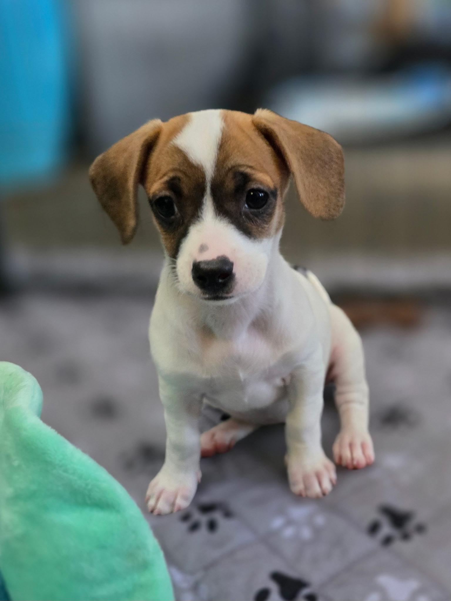 Luna, ADOPTABLE, Puppy Female Beagle.