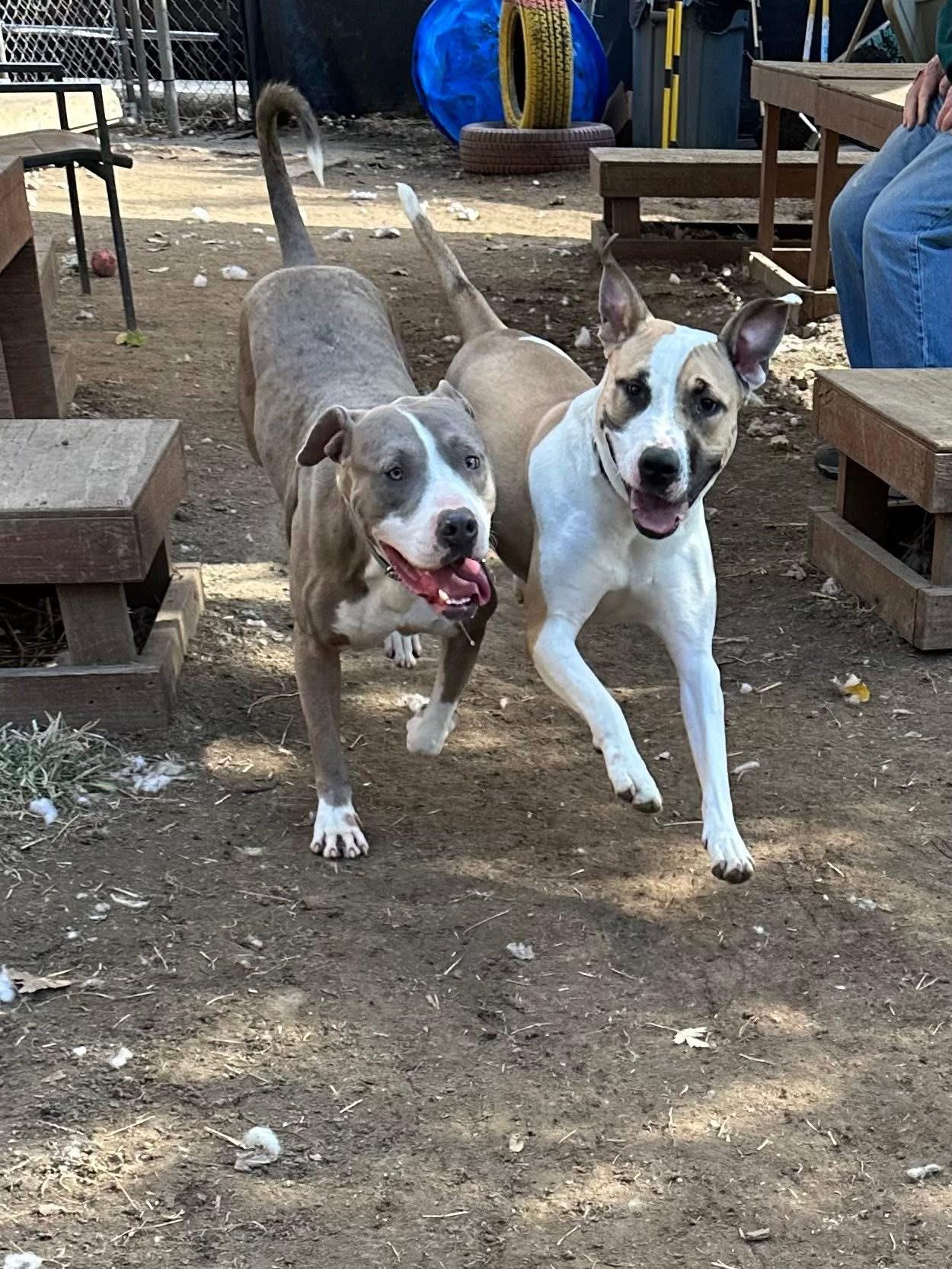 Polar, a Adoptable Pit Bull Terrier in INDIANAPOLIS, IN image 6/6