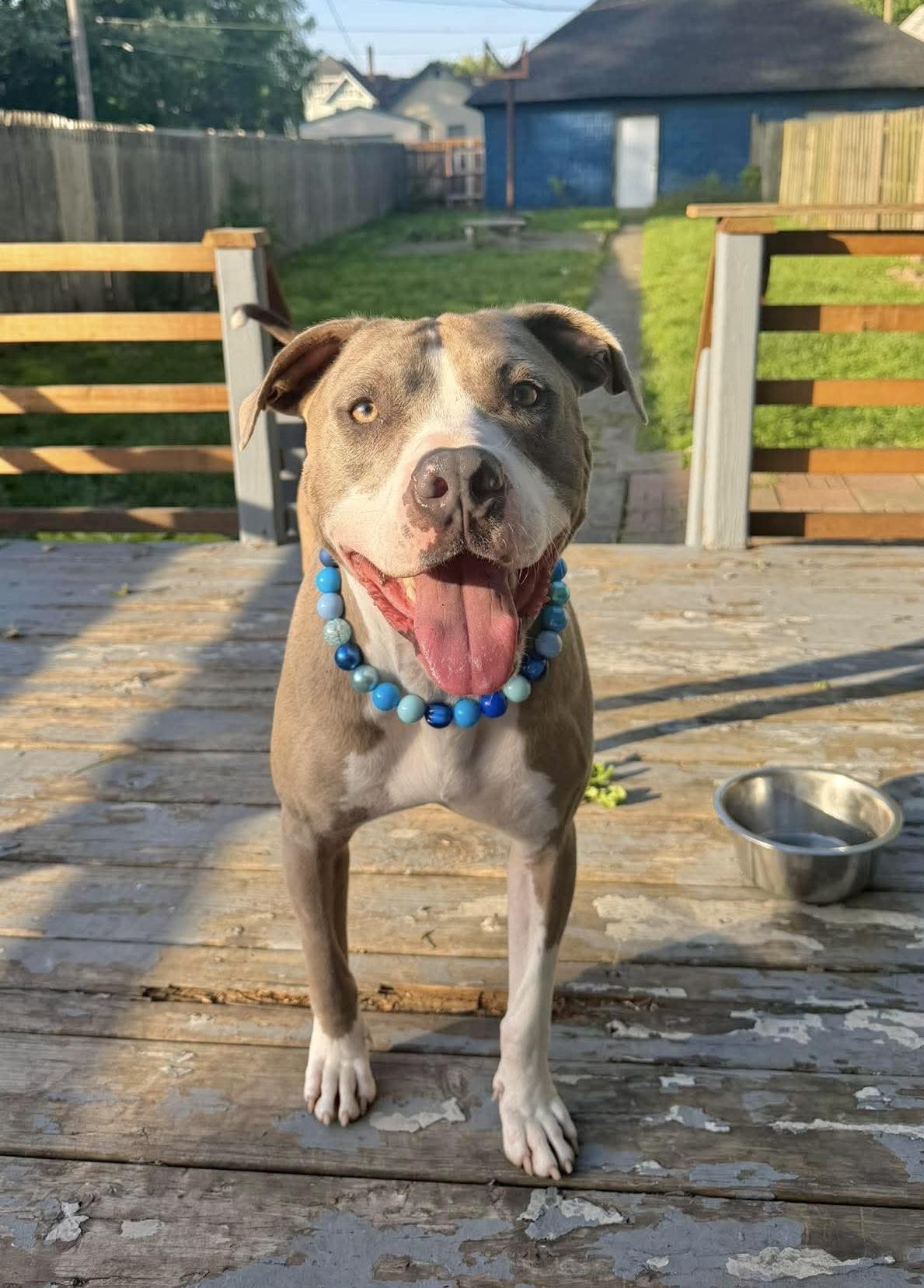 Polar, Adoptable, Young Male Pit Bull Terrier.