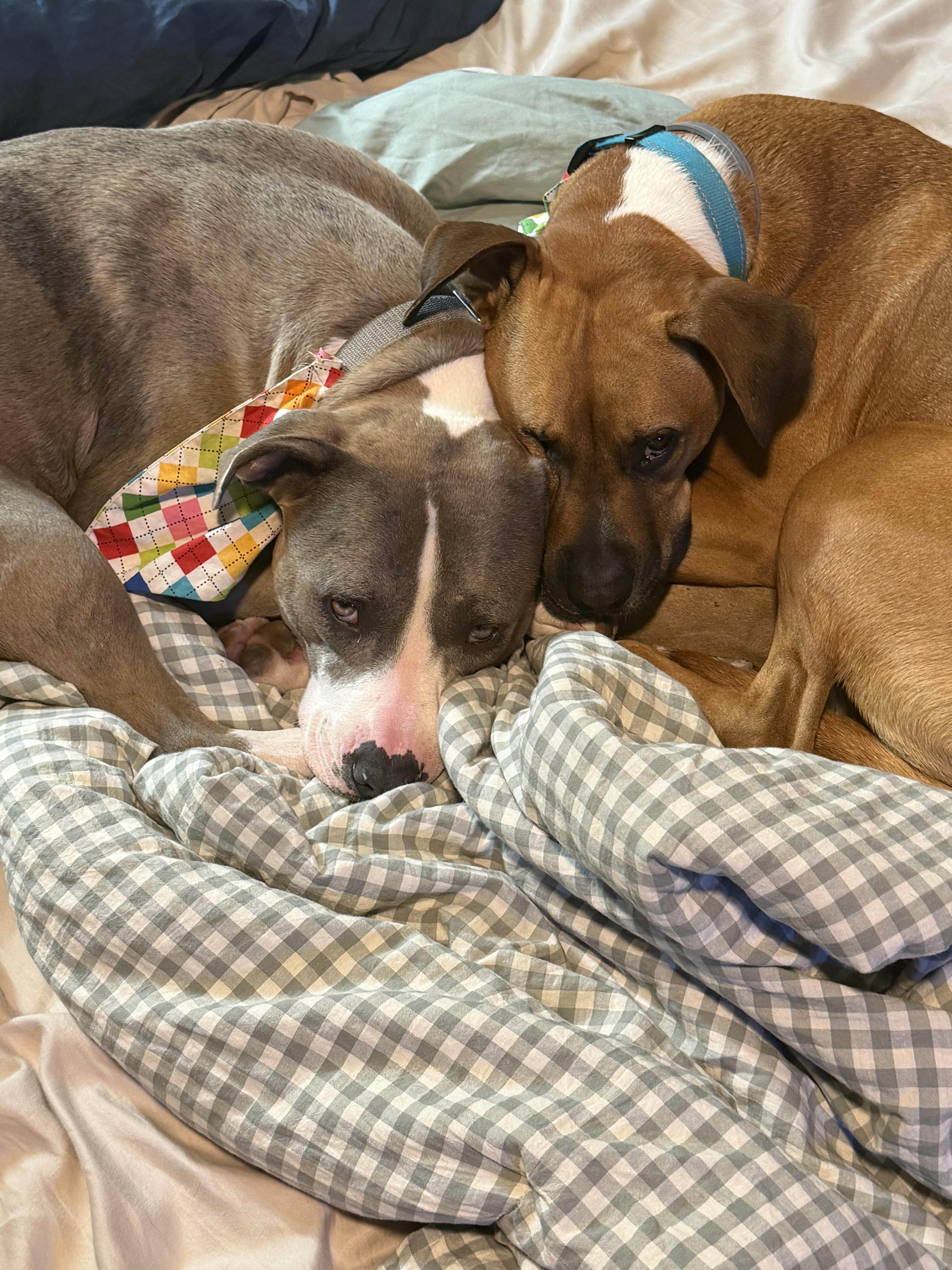 Polar, a Adoptable Pit Bull Terrier in INDIANAPOLIS, IN image 4/6