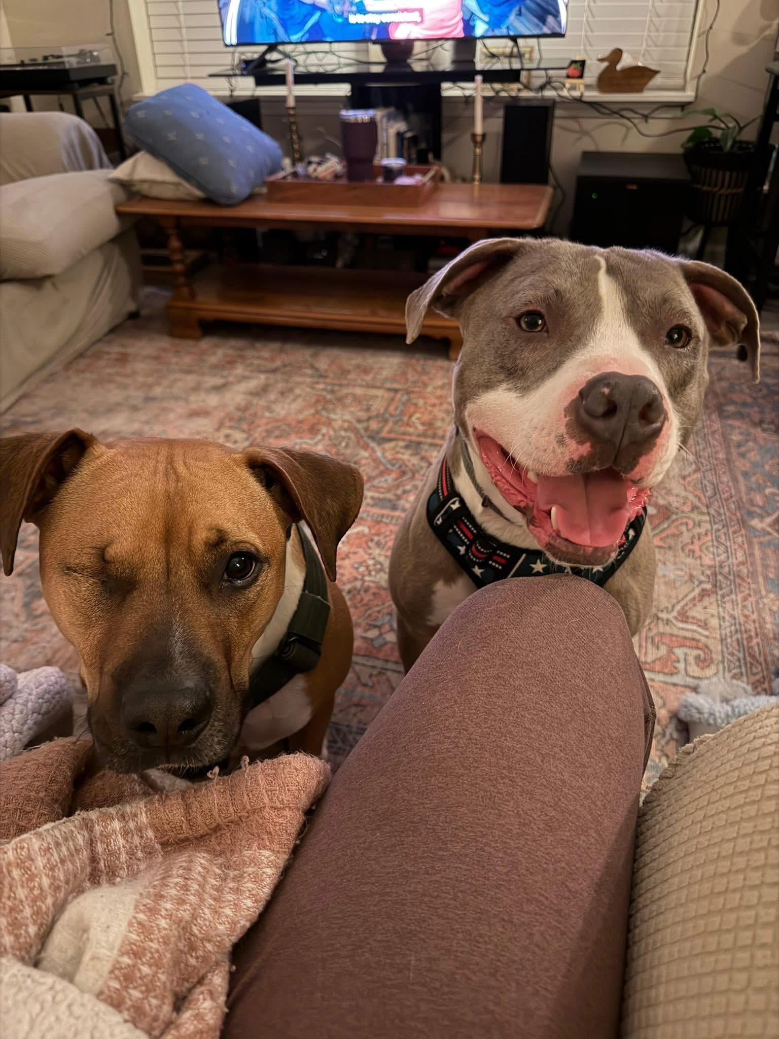 Polar, a Adoptable Pit Bull Terrier in INDIANAPOLIS, IN image 5/6