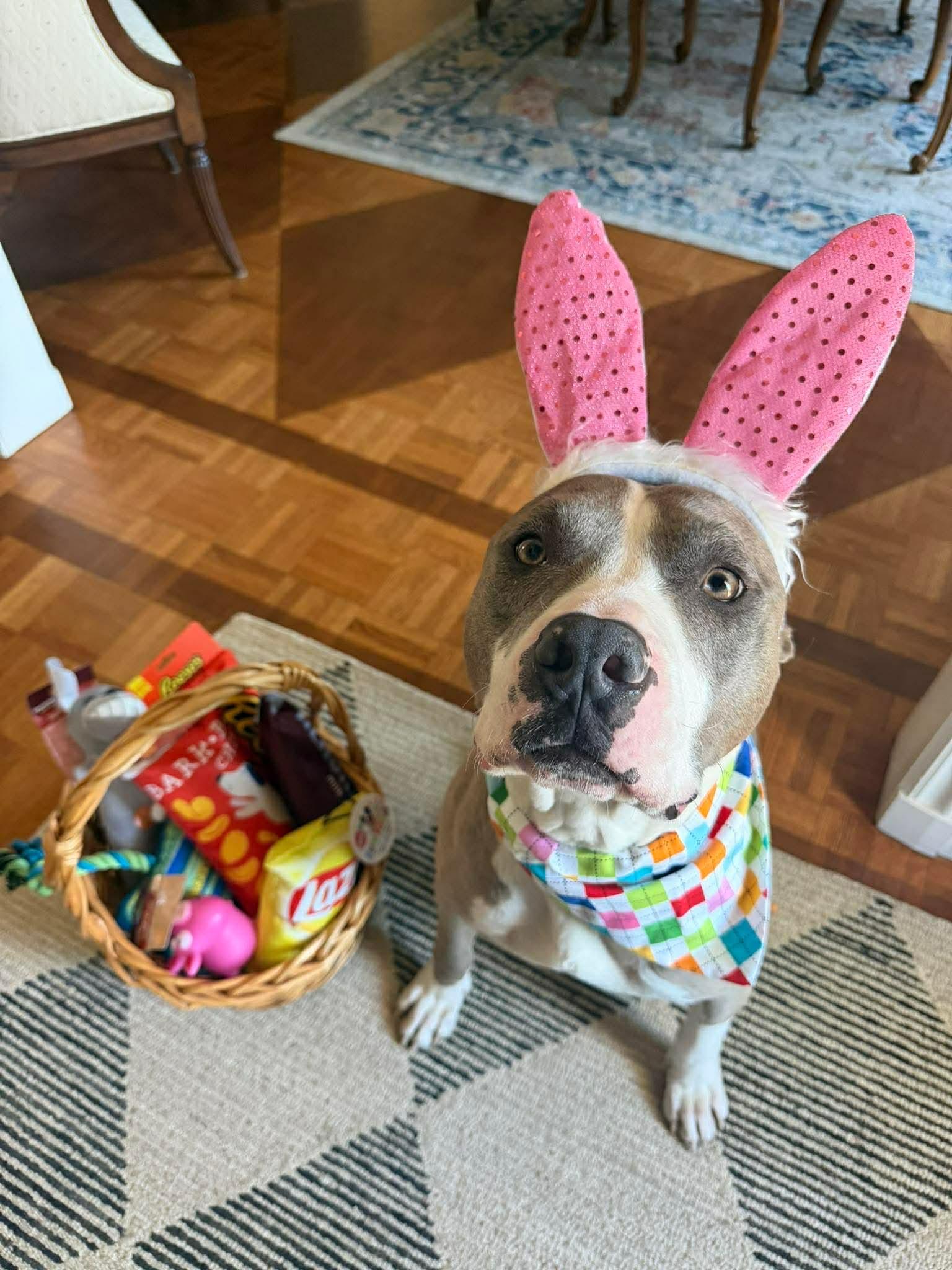 Polar, a Adoptable Pit Bull Terrier in INDIANAPOLIS, IN image 3/6