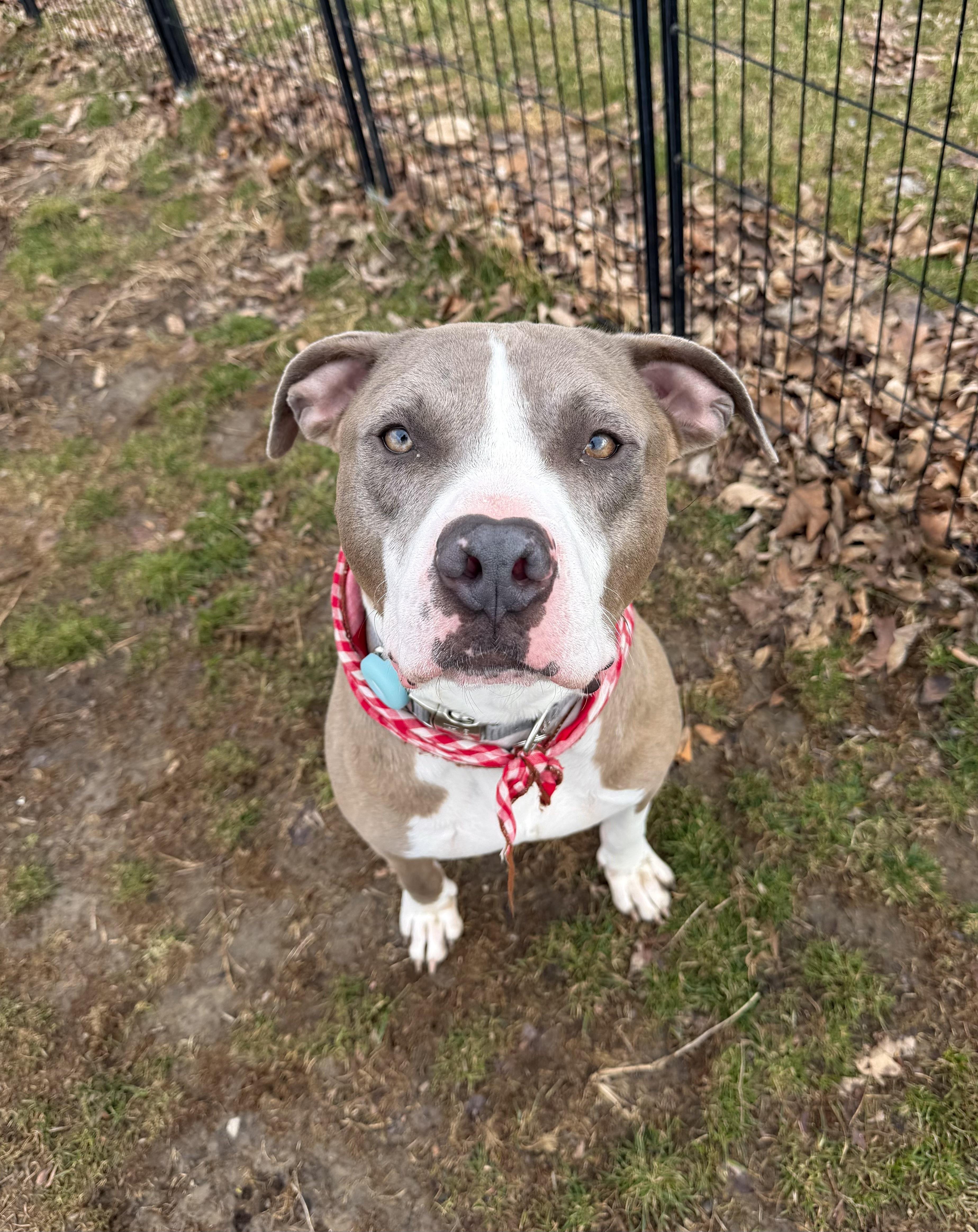 Polar, a Adoptable Pit Bull Terrier in INDIANAPOLIS, IN image 2/6