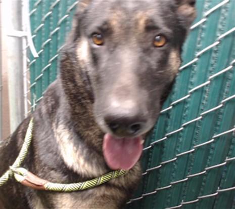 Enlarge LUNA, a Adoptable German Shepherd Dog in Downey, CA image 1/1