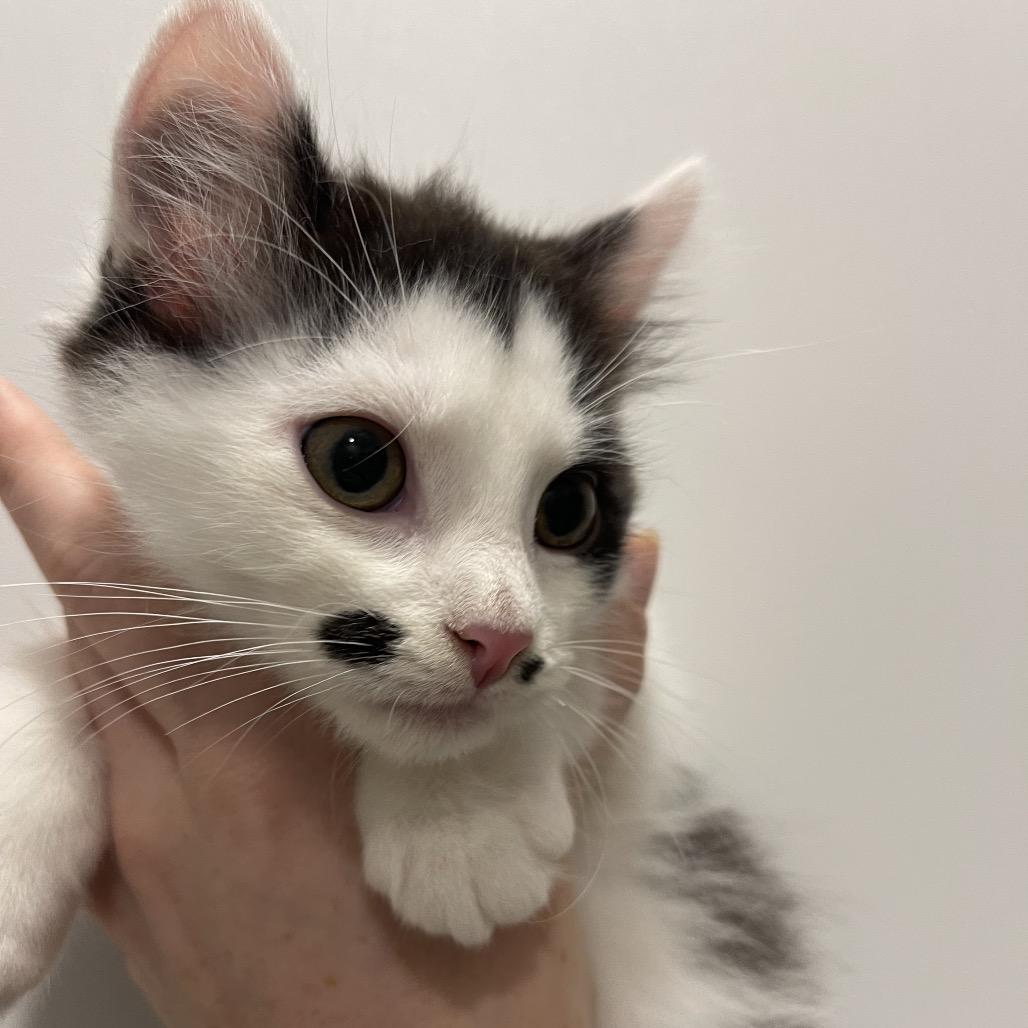 Vermax, Adoptable, Kitten Male Domestic Short Hair.