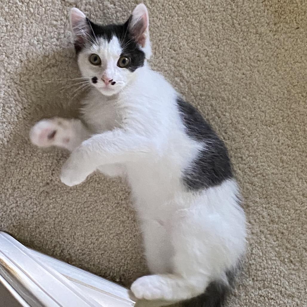 Enlarge Vermax, a Adoptable Domestic Short Hair in Winston Salem, NC image 3/6