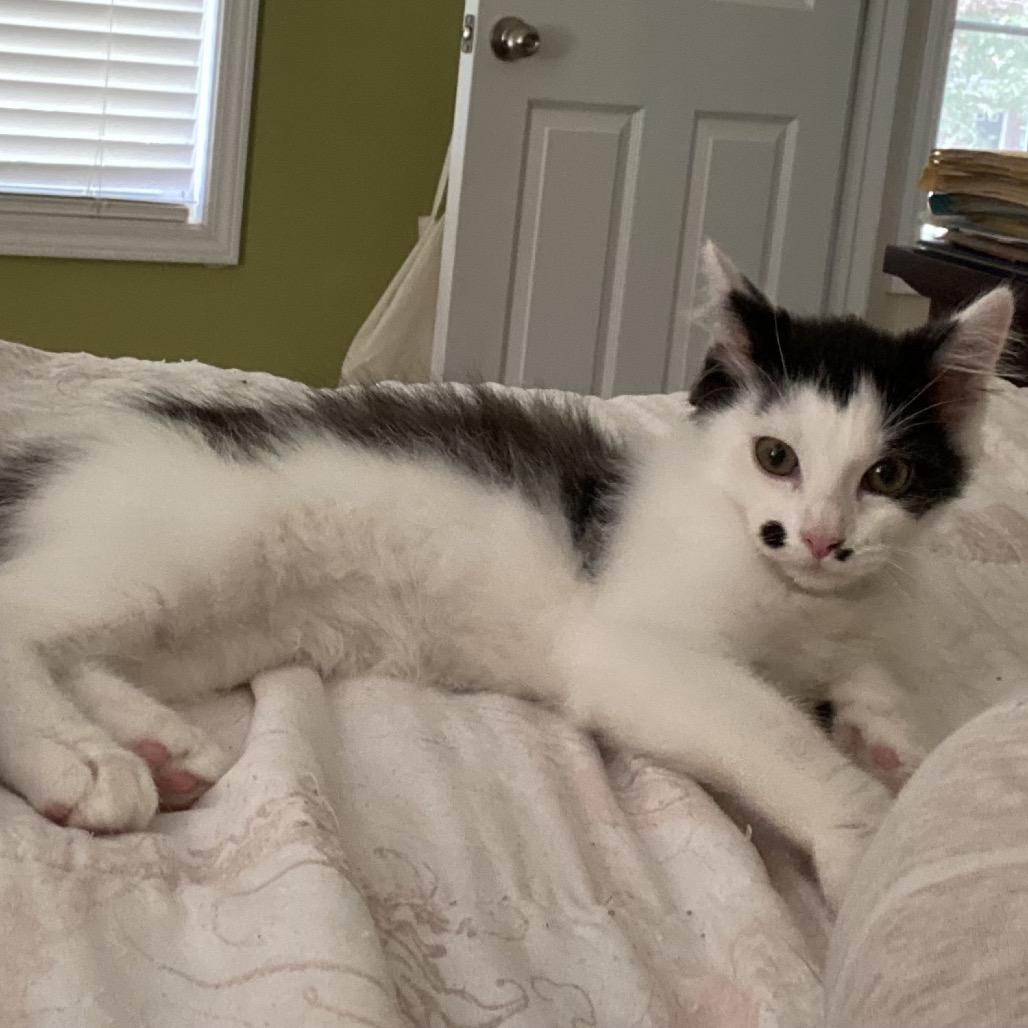 Enlarge Vermax, a Adoptable Domestic Short Hair in Winston Salem, NC image 4/6