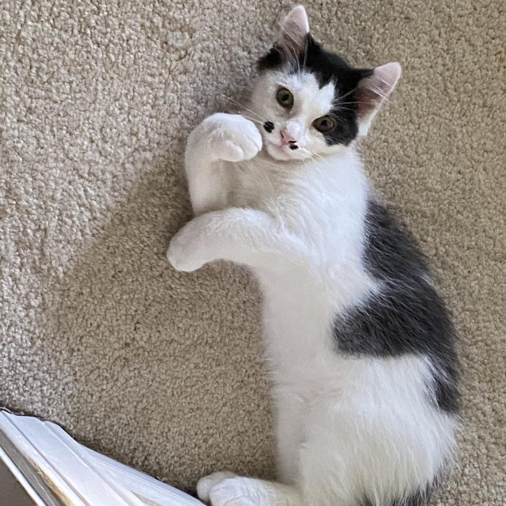 Enlarge Vermax, a Adoptable Domestic Short Hair in Winston Salem, NC image 5/6