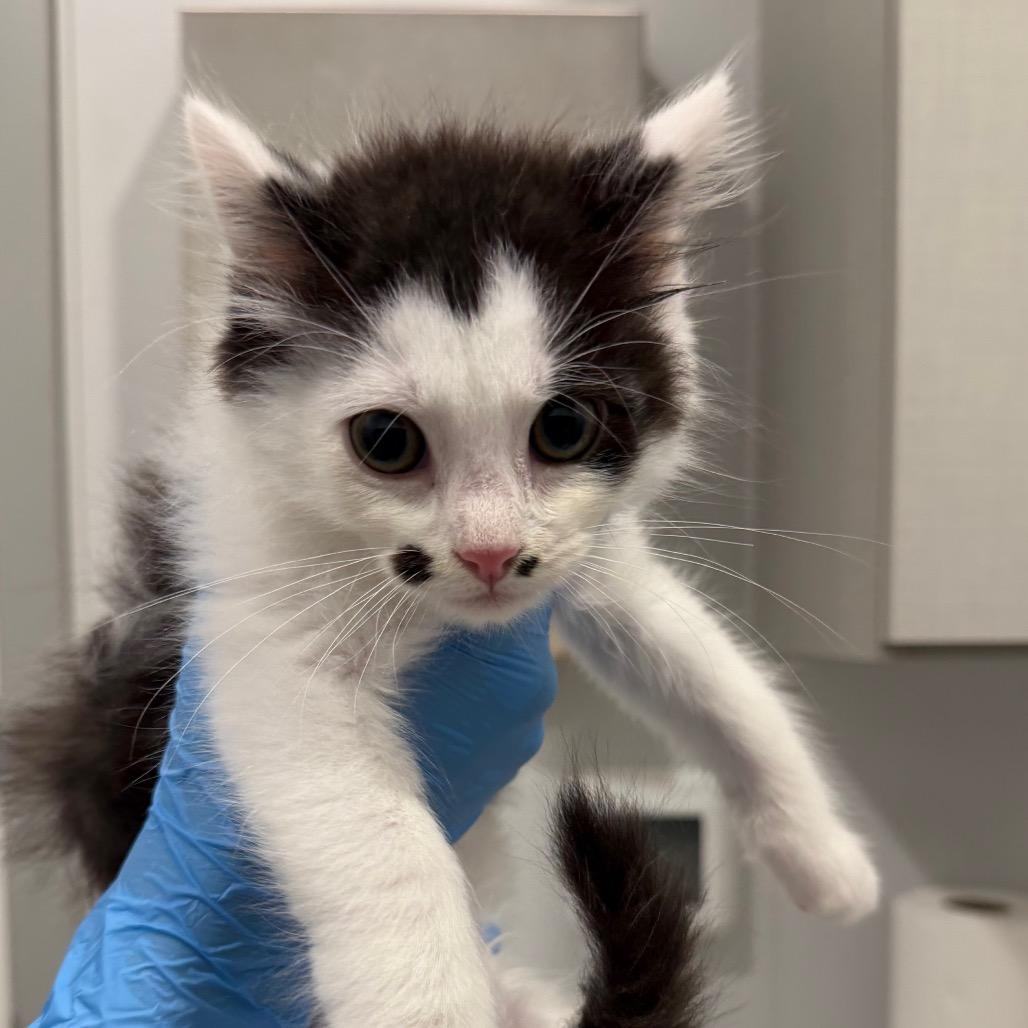 Enlarge Vermax, a Adoptable Domestic Short Hair in Winston Salem, NC image 6/6