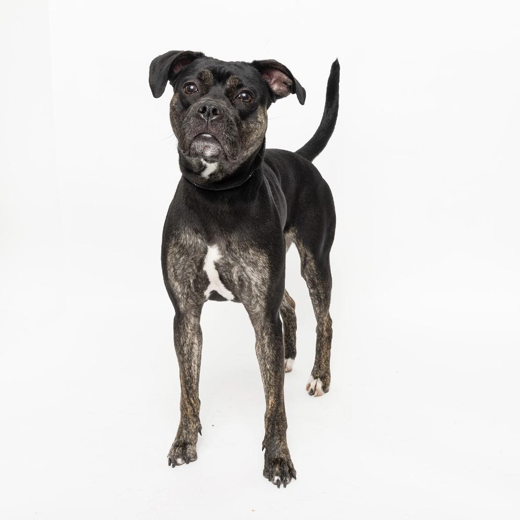 Shannon, a Adoptable Mixed Breed image 1/2
