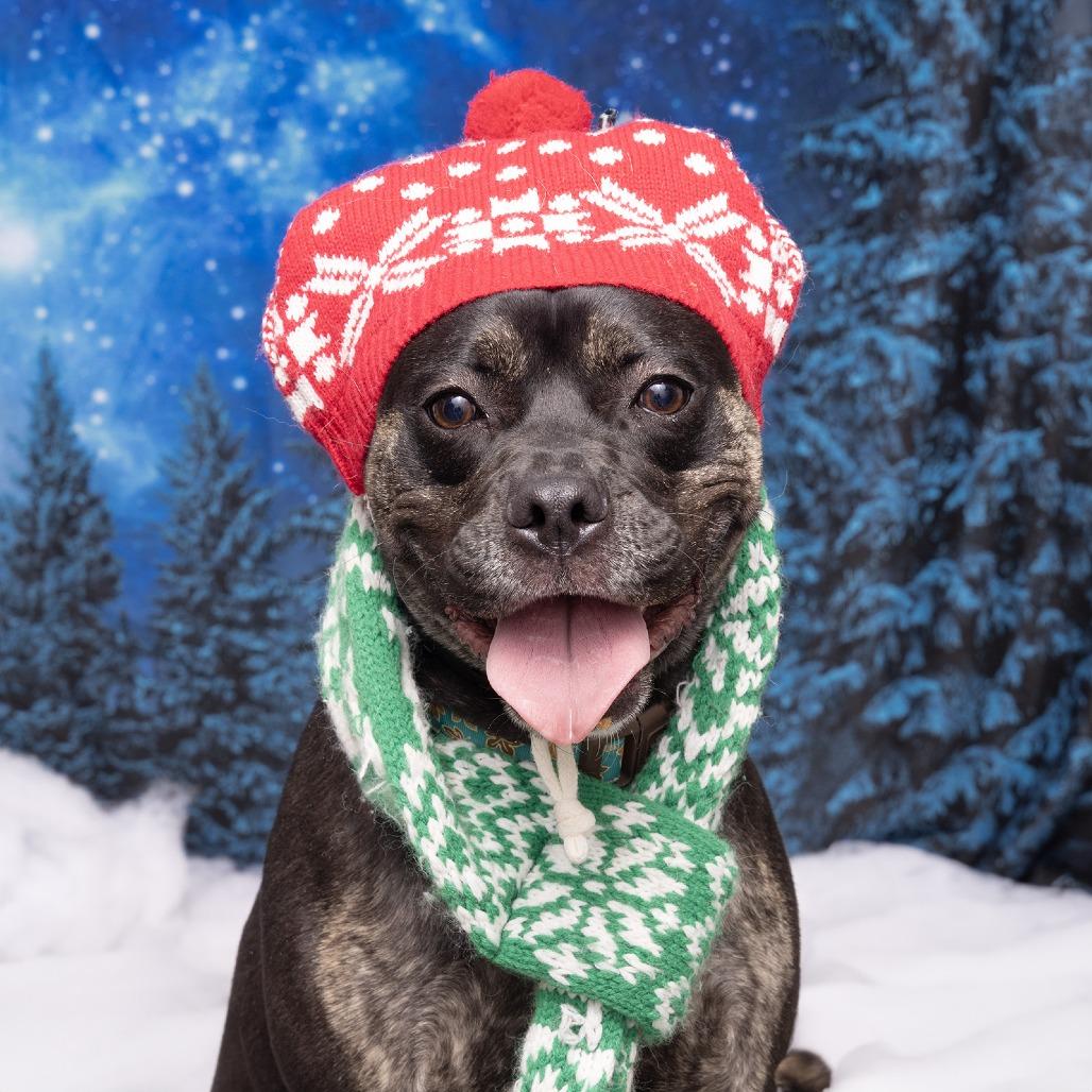 Shannon, Adoptable, Young Female Mixed Breed.