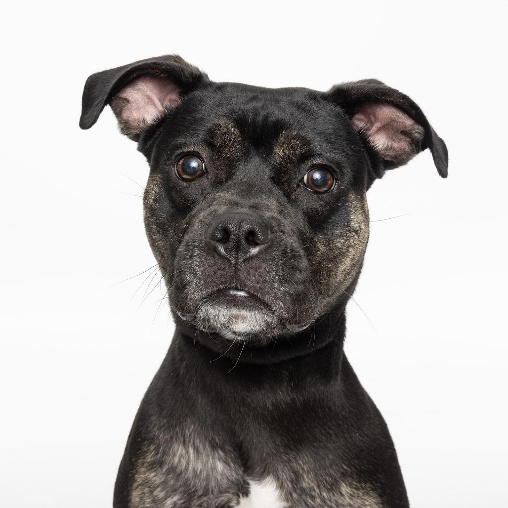 Shannon, a Adoptable Mixed Breed image 2/2