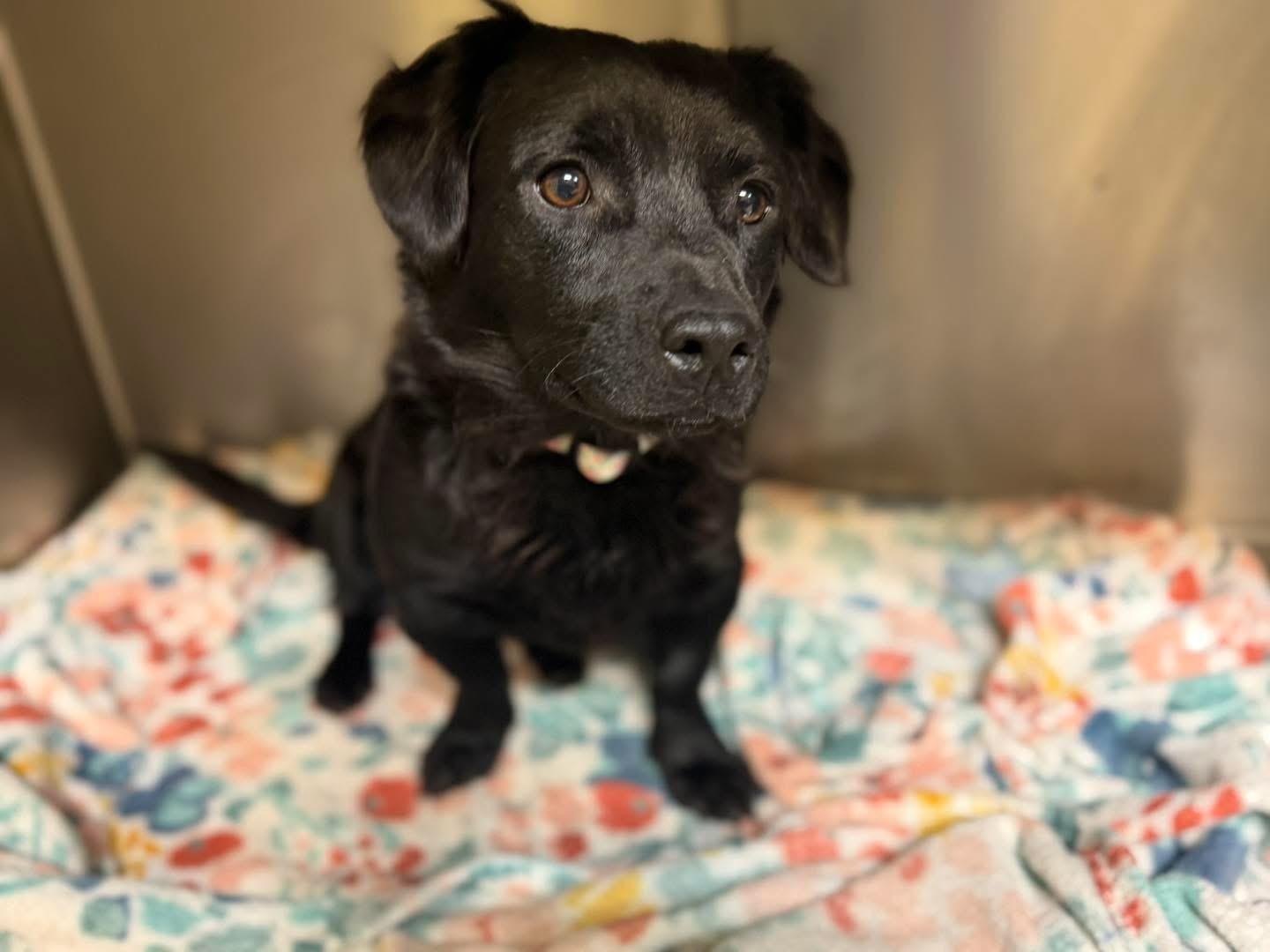 Enlarge Betsy Boudin , a ADOPTABLE mixed breed in Lutz, FL image 4/4