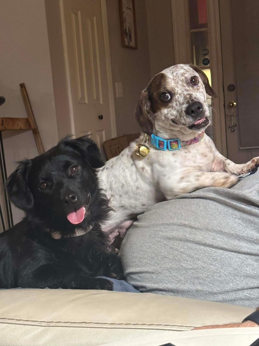 Enlarge Betsy Boudin , a ADOPTABLE mixed breed in Lutz, FL image 2/4