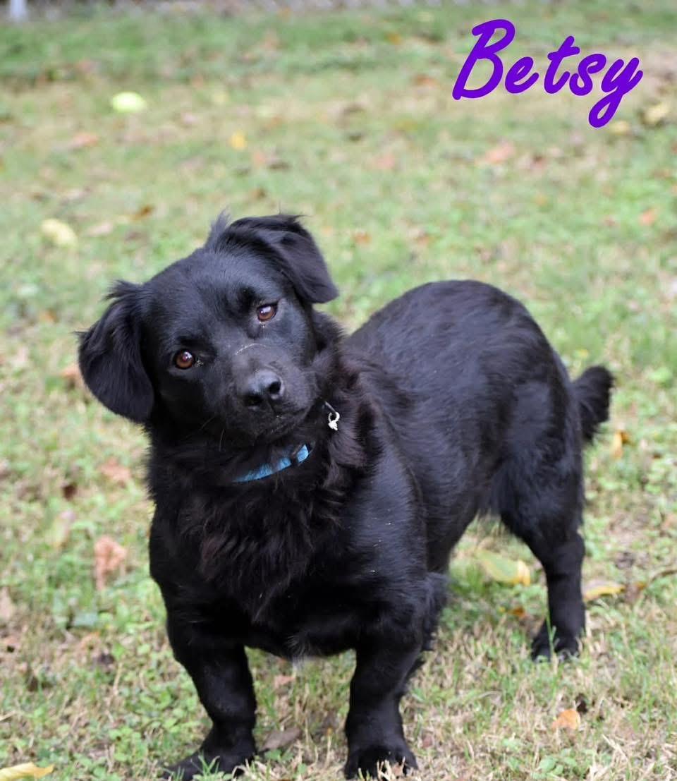 Enlarge Betsy Boudin , a ADOPTABLE mixed breed in Lutz, FL image 3/4