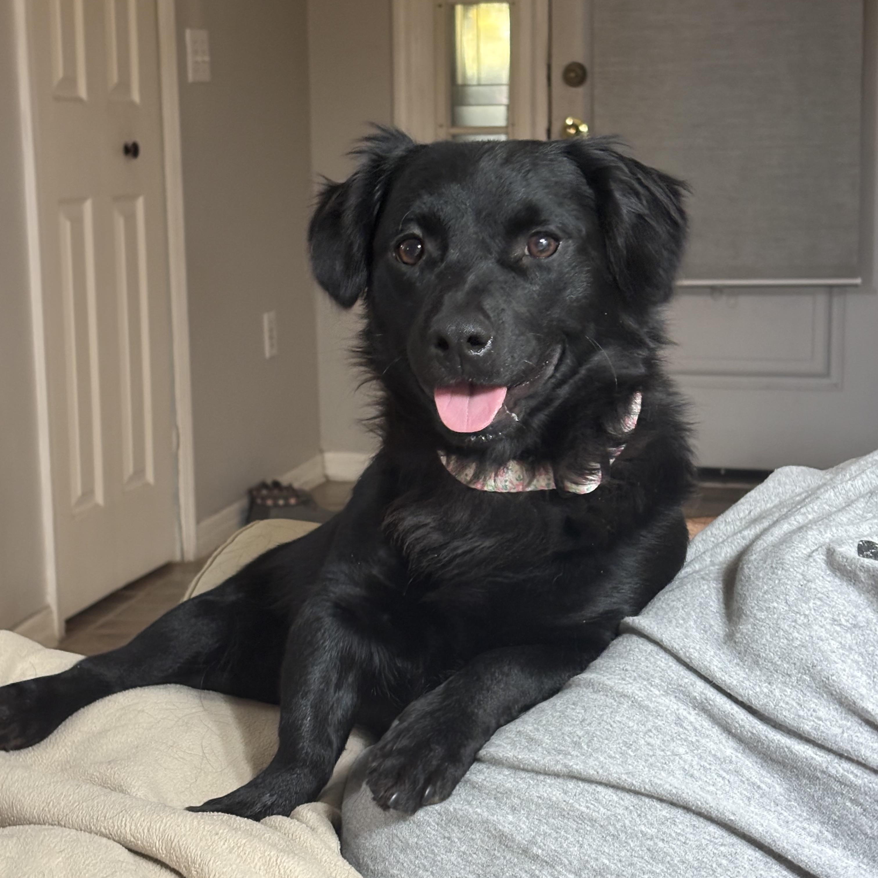 Enlarge Betsy Boudin , a ADOPTABLE mixed breed in Lutz, FL image 1/4