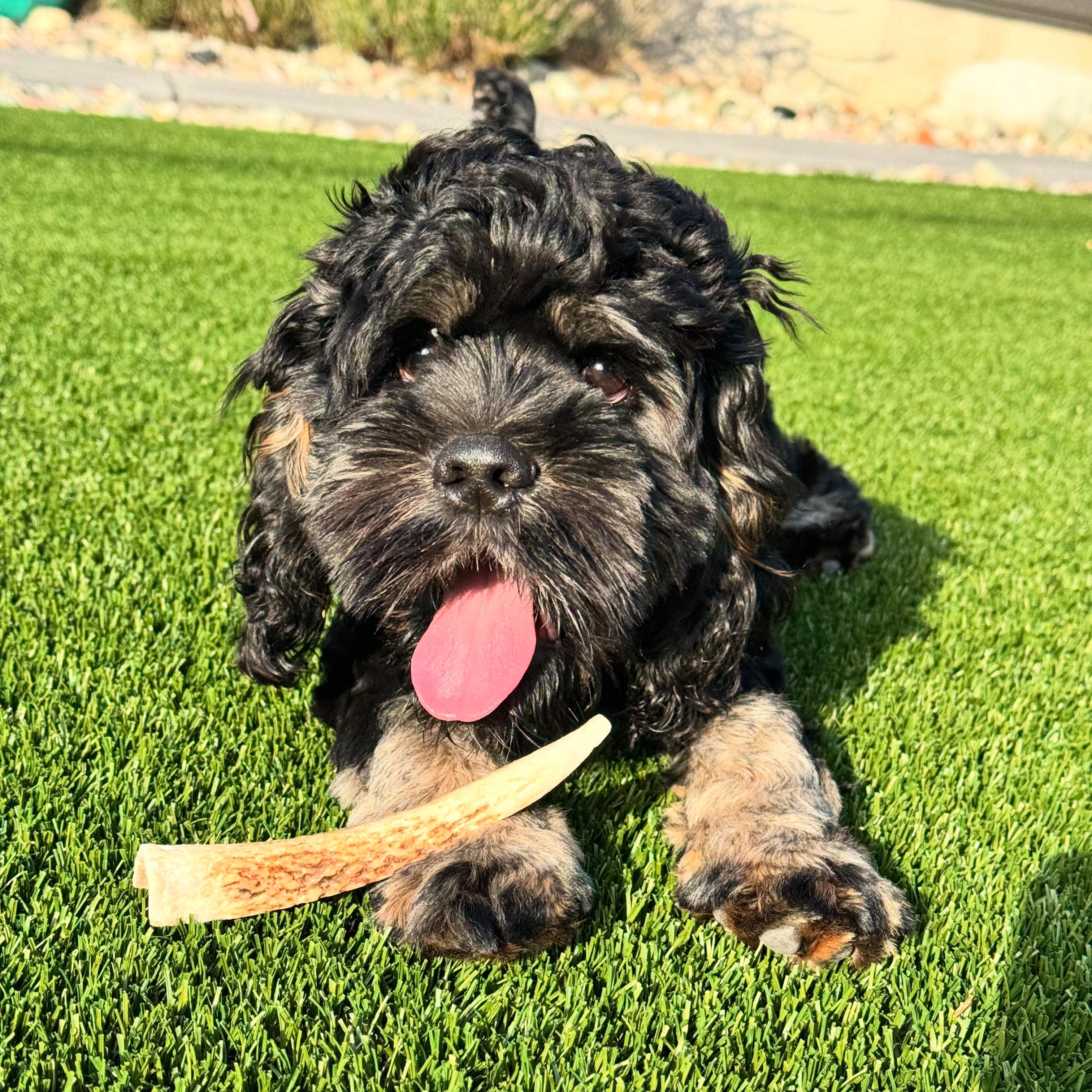 Teddy Swims, Adopted, Young Male Cocker Spaniel & Shih Tzu.