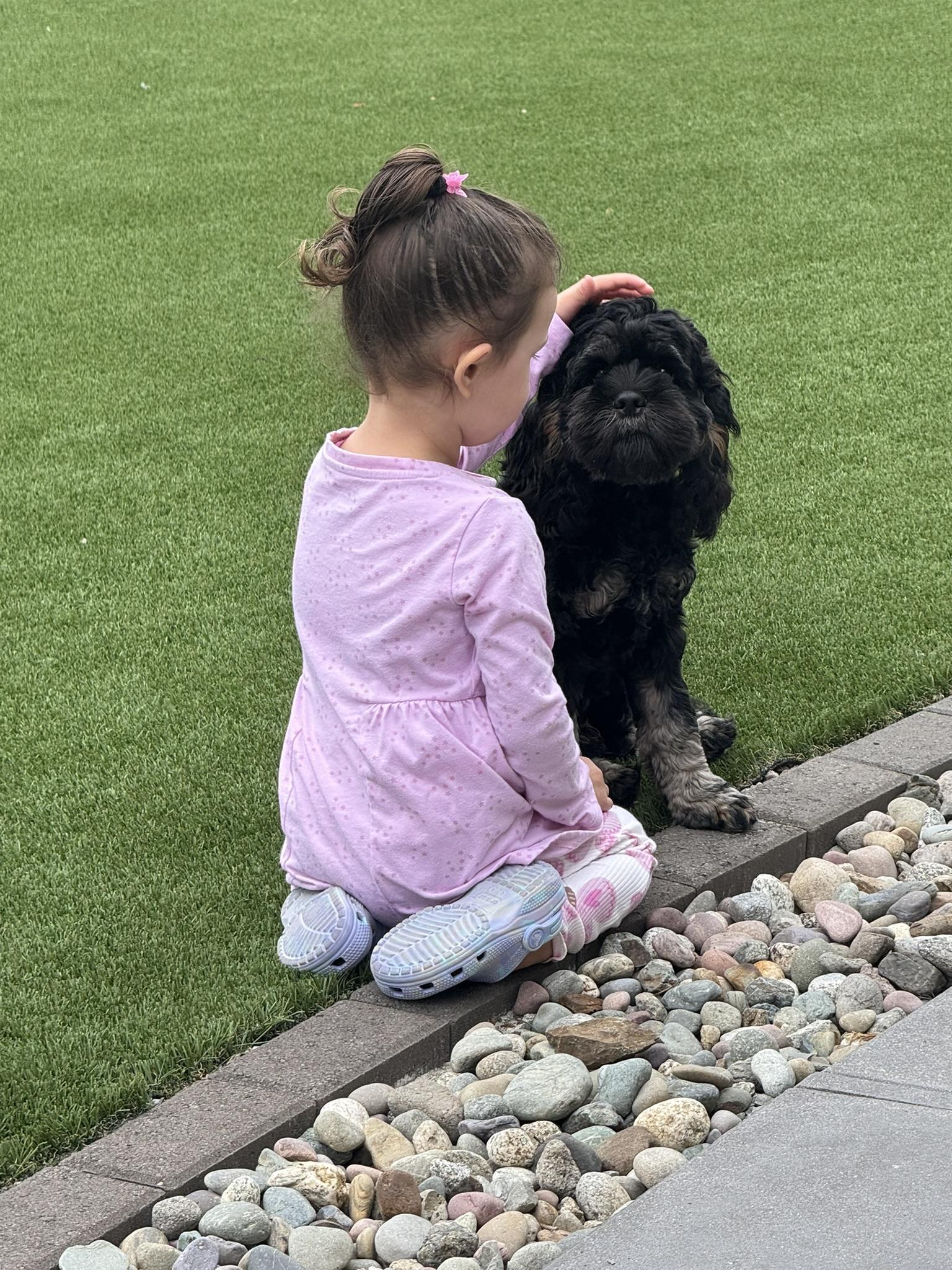 Enlarge Teddy Swims, a Adopted mixed breed in Seattle, WA image 6/6