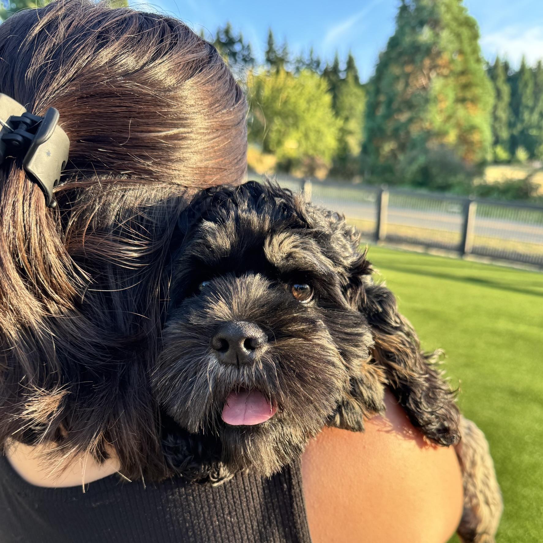 Enlarge Teddy Swims, a Adopted mixed breed in Seattle, WA image 5/6