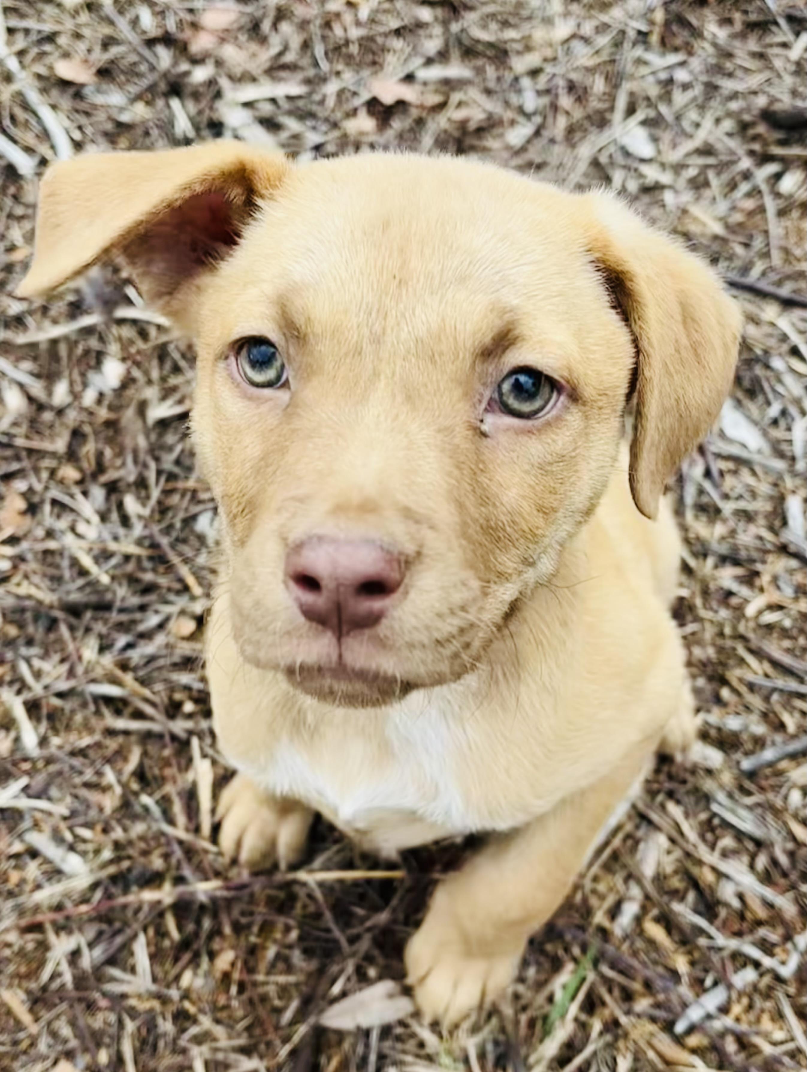 Enlarge BRASH, a ADOPTABLE mixed breed in Nahunta, GA image 2/3