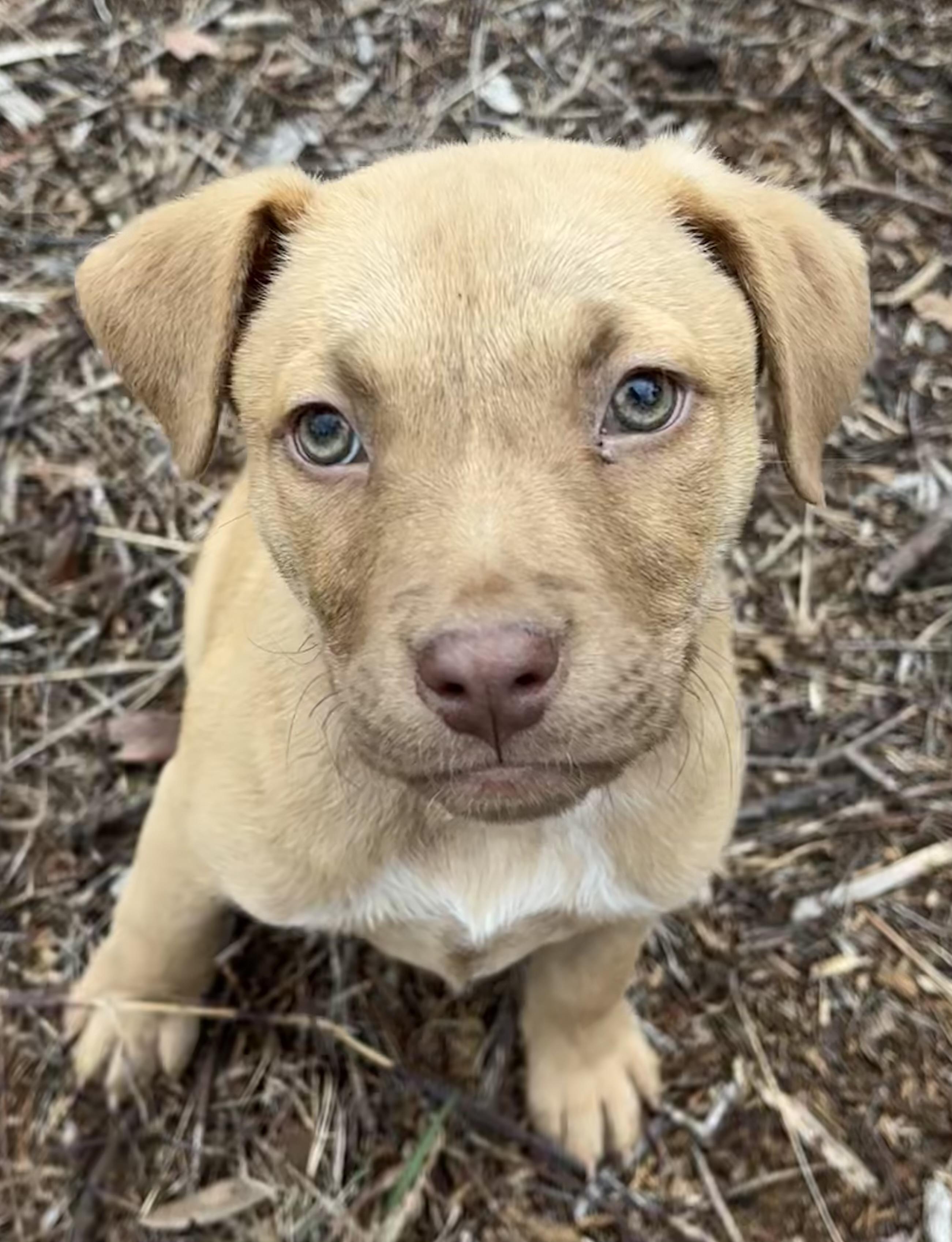 Enlarge BRASH, a ADOPTABLE mixed breed in Nahunta, GA image 3/3