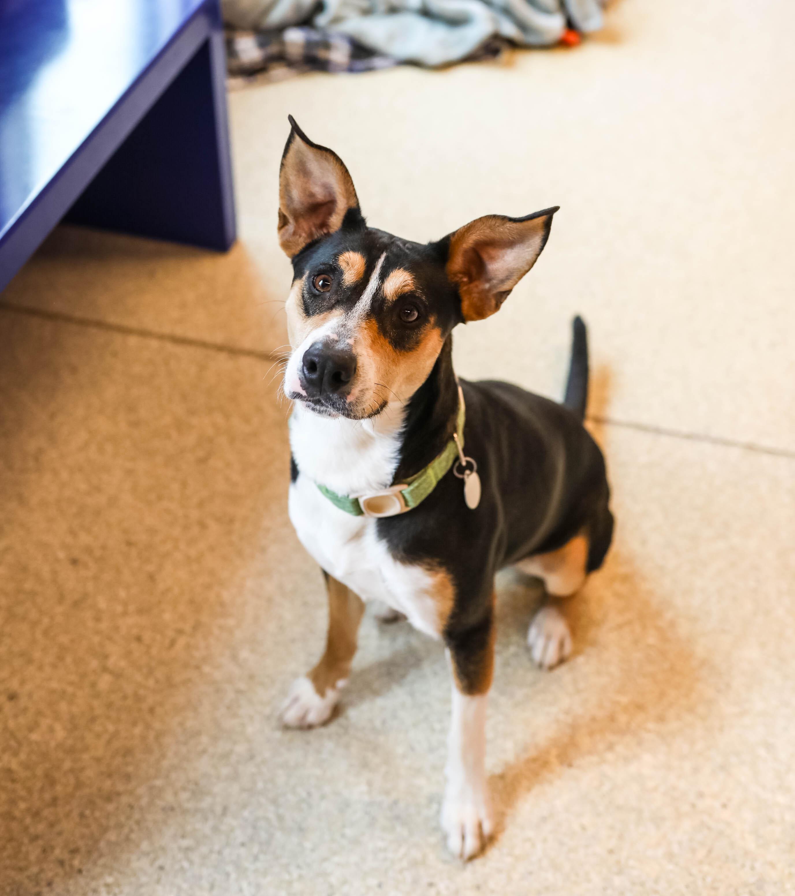 Kagan, a ADOPTABLE Cattle Dog in Pontiac, MI image 1/4