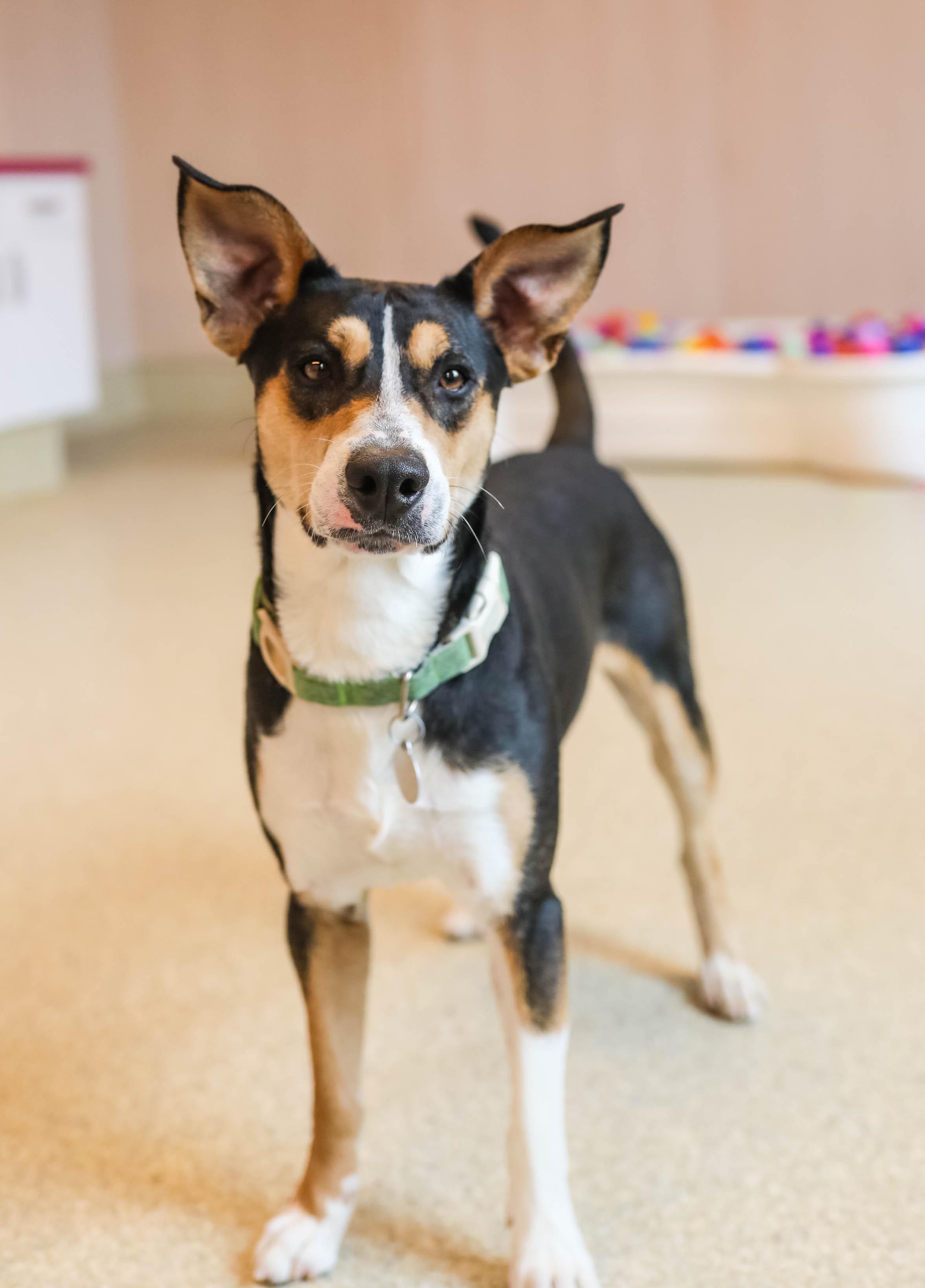 Kagan, a ADOPTABLE Cattle Dog in Pontiac, MI image 3/4
