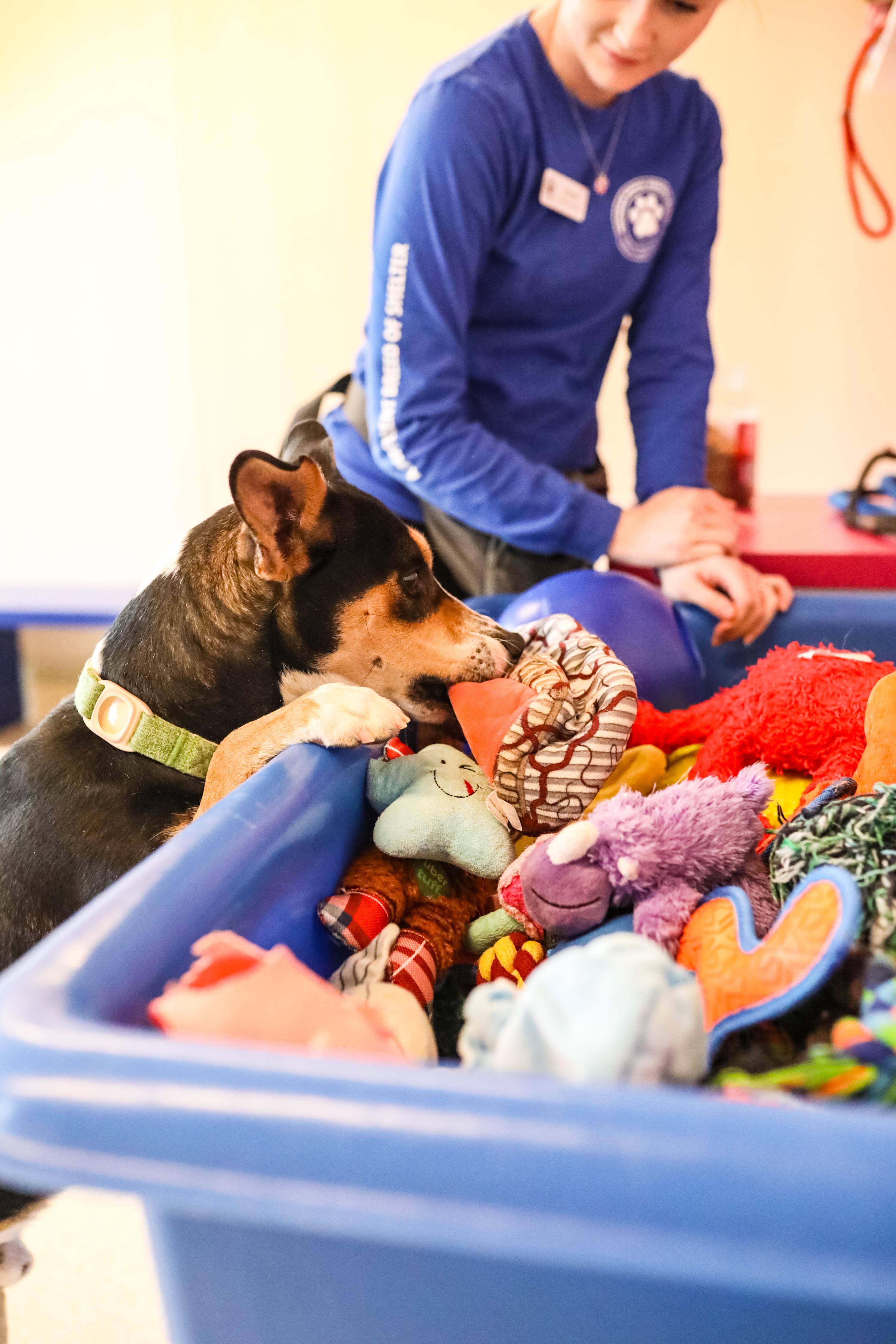Kagan, a ADOPTABLE Cattle Dog in Pontiac, MI image 4/4