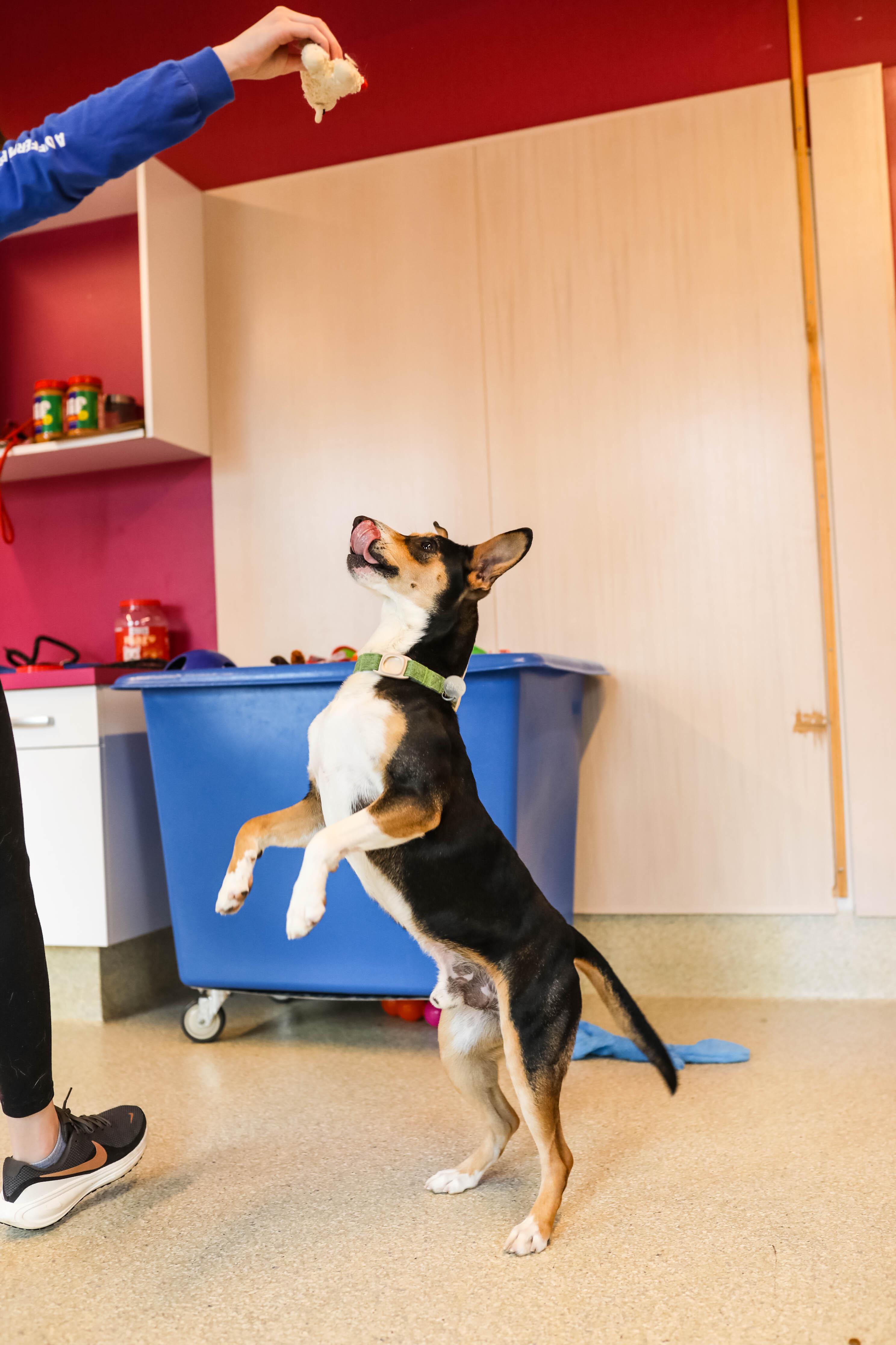 Kagan, a ADOPTABLE Cattle Dog in Pontiac, MI image 2/4