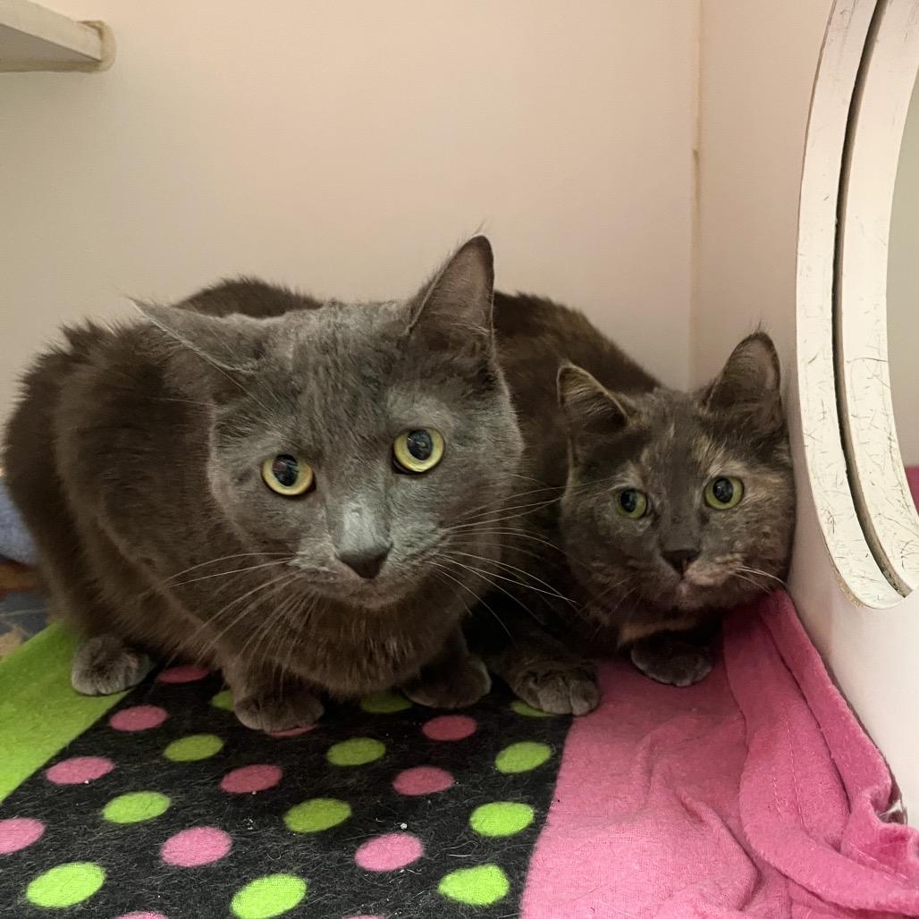 Lily (& Lilac), a Adoptable Domestic Short Hair in Hinsdale, IL image 1/3