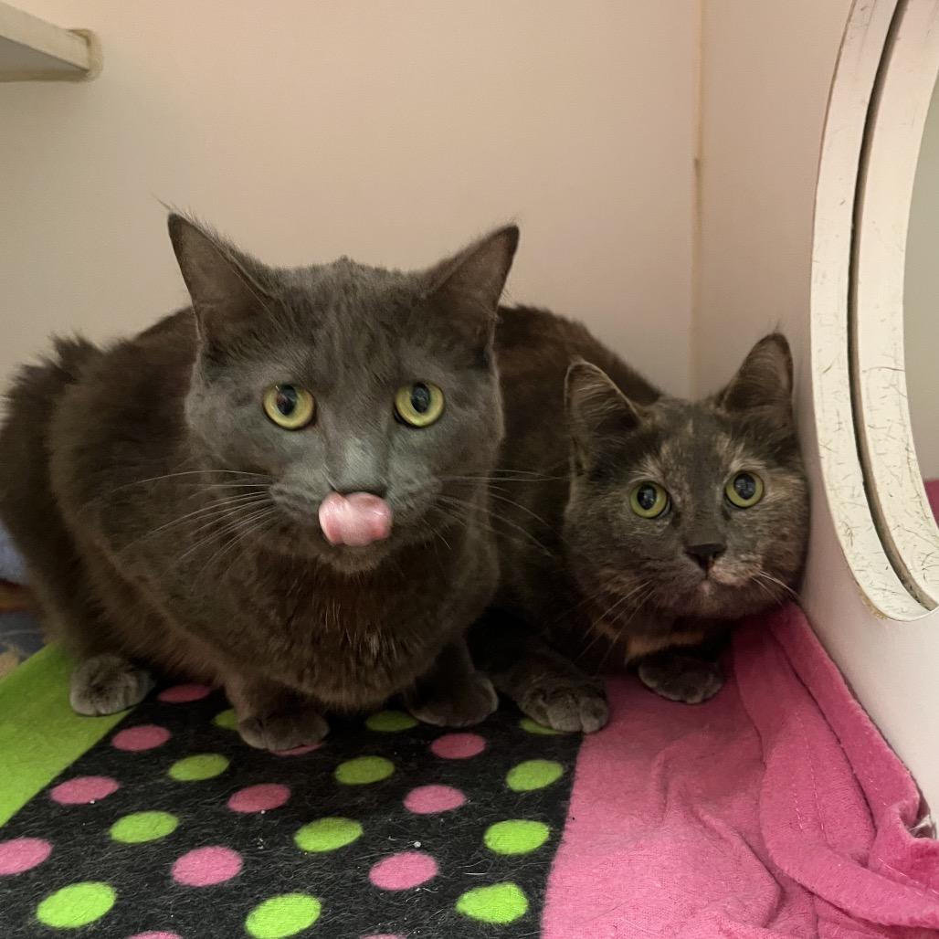 Lily (& Lilac), a Adoptable Domestic Short Hair in Hinsdale, IL image 2/3
