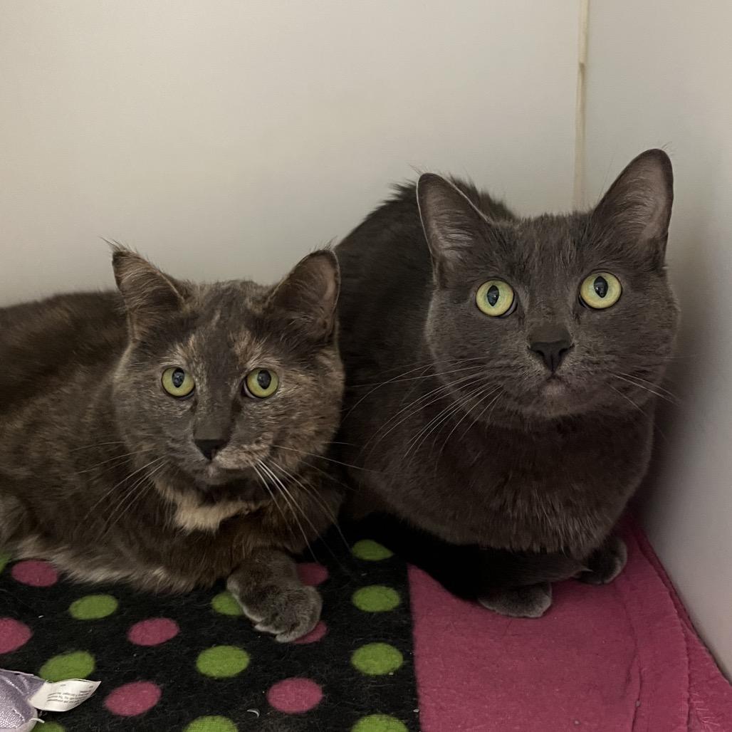 Lily (& Lilac), a Adoptable Domestic Short Hair in Hinsdale, IL image 3/3