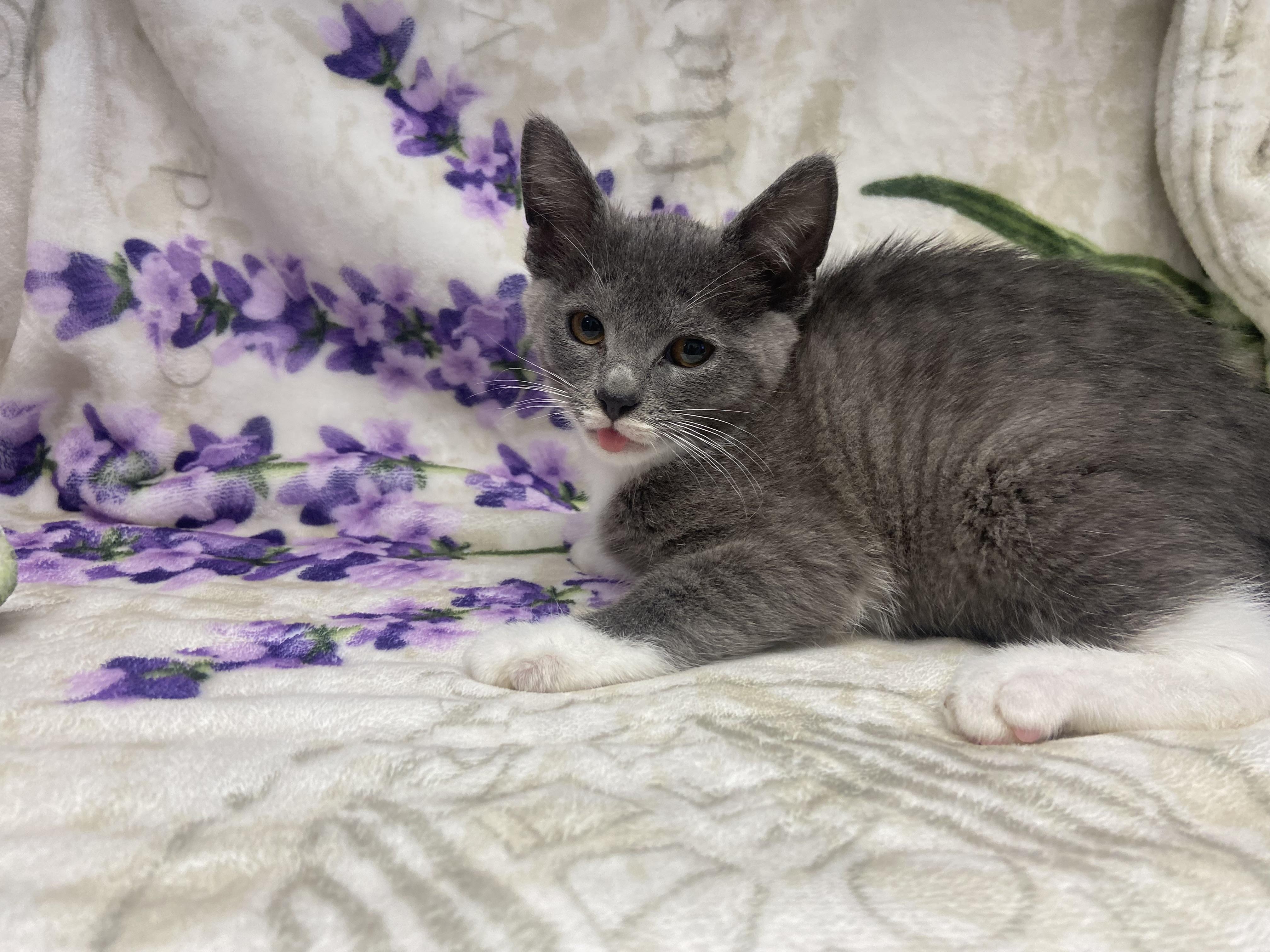 Howdy, ADOPTABLE, Kitten Male Domestic Short Hair.
