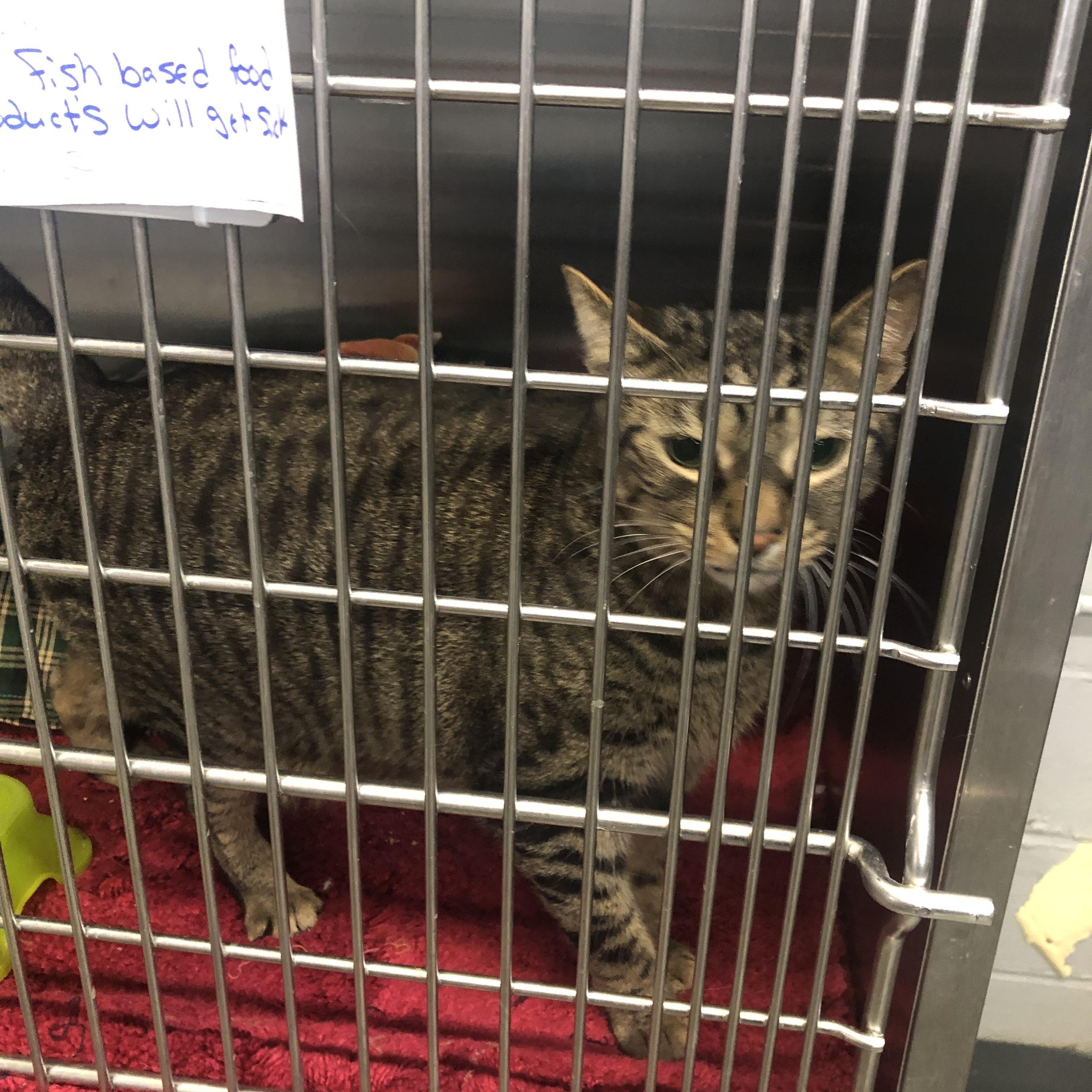 Leroy, ADOPTABLE, Adult Male Domestic Short Hair.