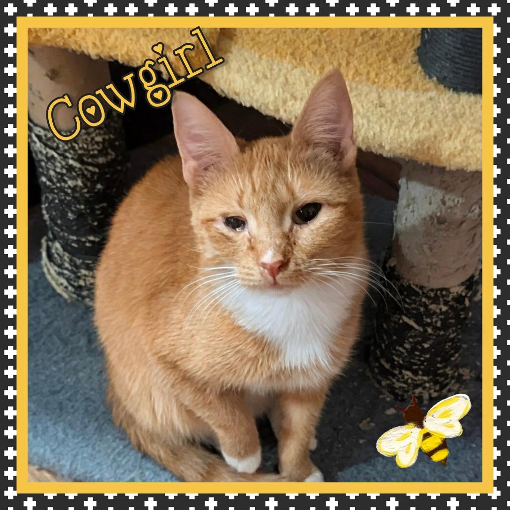 Cowgirl, Adoptable, Young Female Domestic Short Hair.