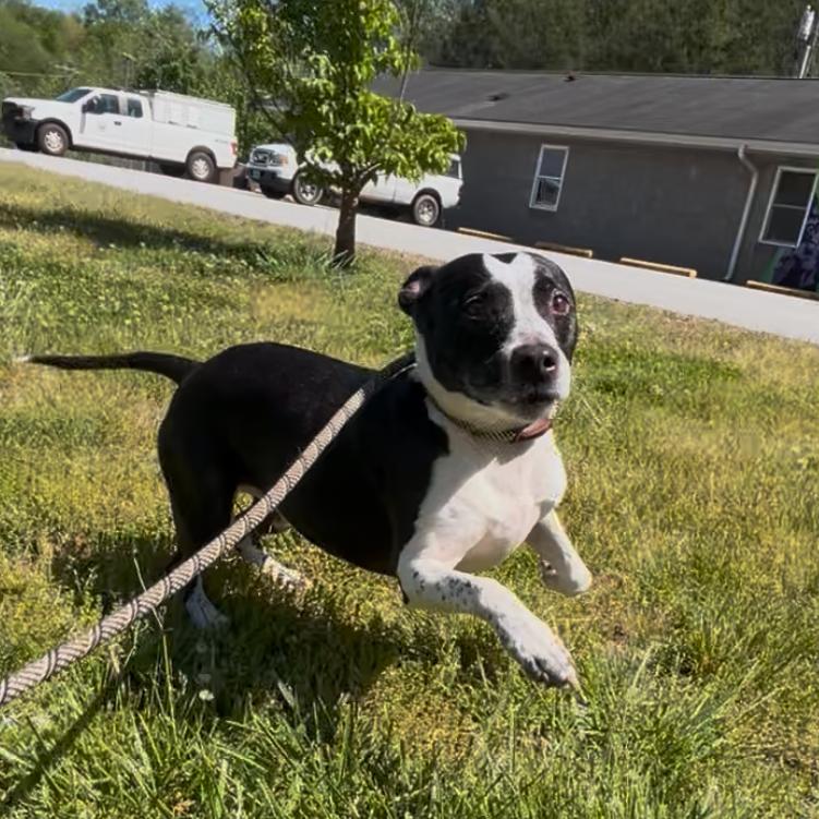 Onyx, Adoptable, Senior Female Australian Cattle Dog / Blue Heeler.