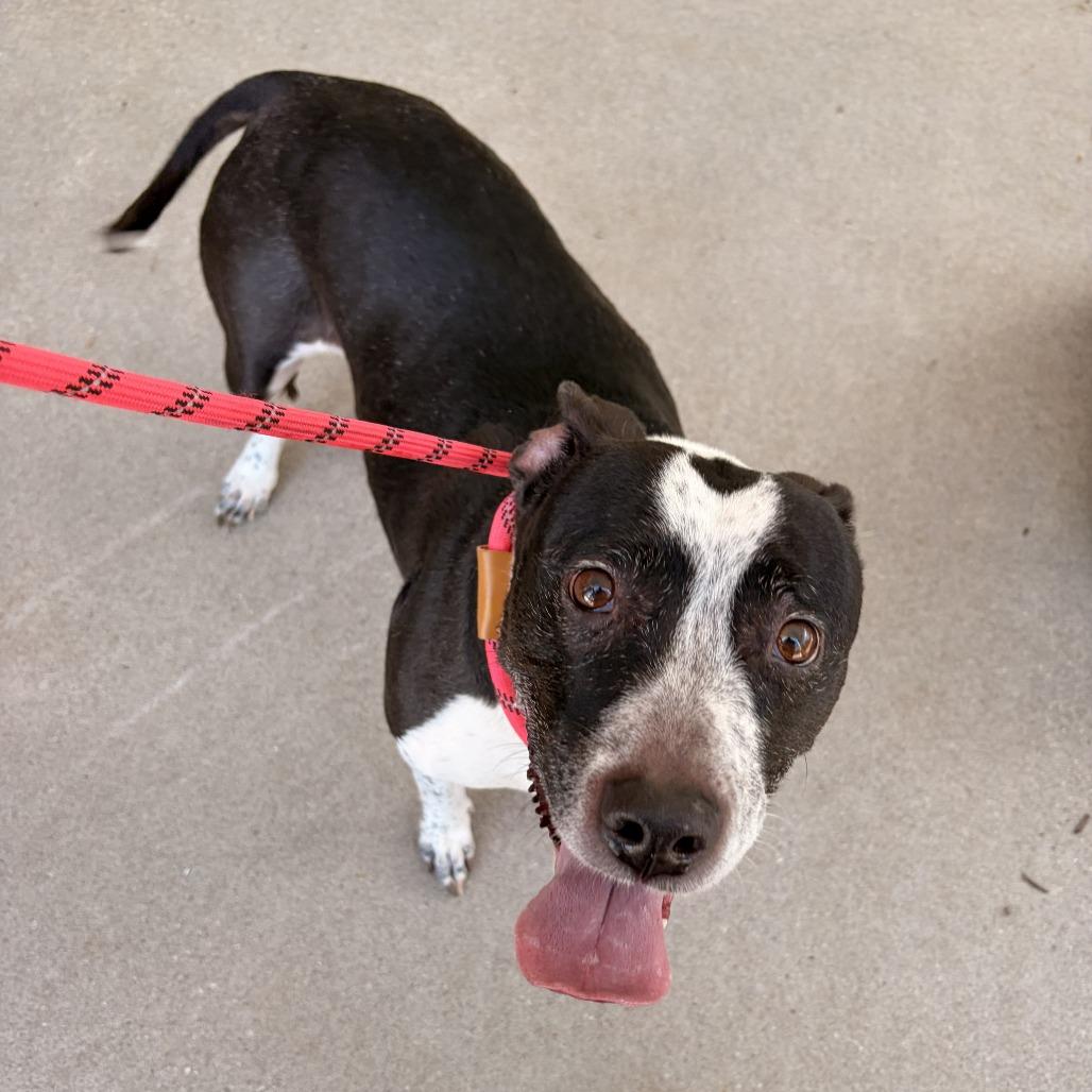 Onyx, Adoptable, Senior Female Australian Cattle Dog / Blue Heeler.
