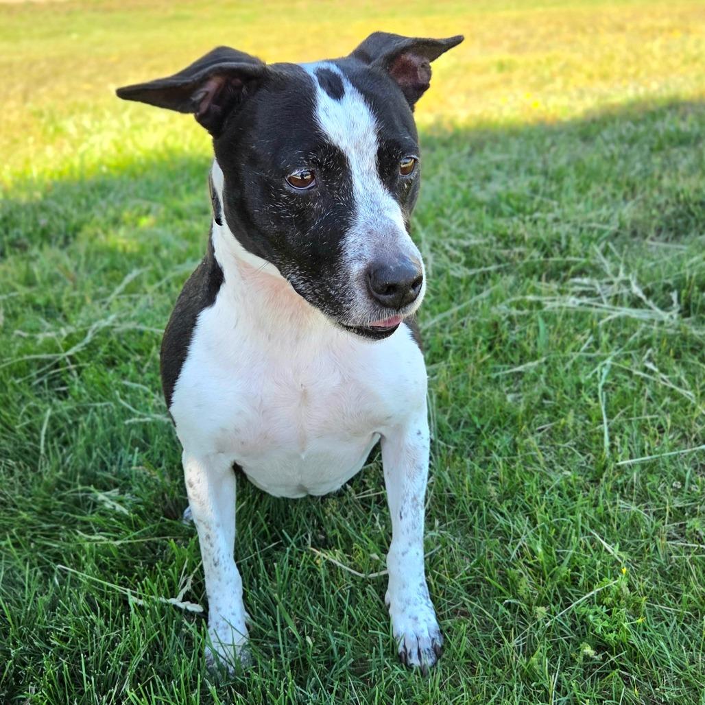 Onyx, a Adoptable Australian Cattle Dog / Blue Heeler in Franklin, NC image 2/5