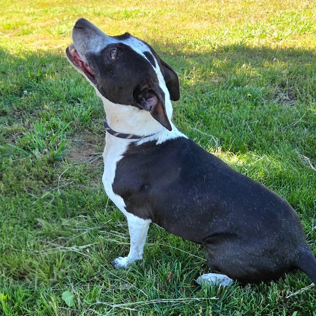 Onyx, a Adoptable Australian Cattle Dog / Blue Heeler in Franklin, NC image 3/5