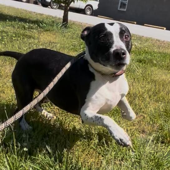 Onyx, a Adoptable Australian Cattle Dog / Blue Heeler in Franklin, NC image 4/5