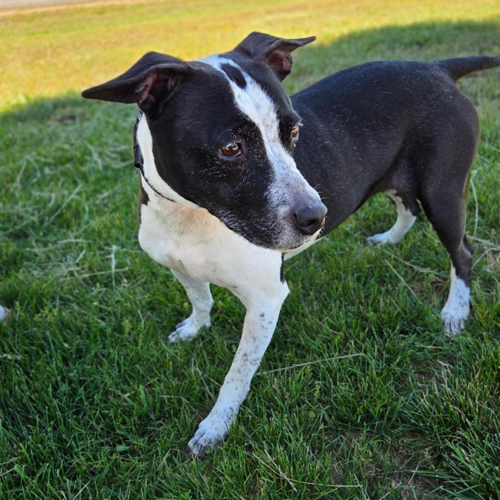 Onyx, a Adoptable Australian Cattle Dog / Blue Heeler in Franklin, NC image 5/5