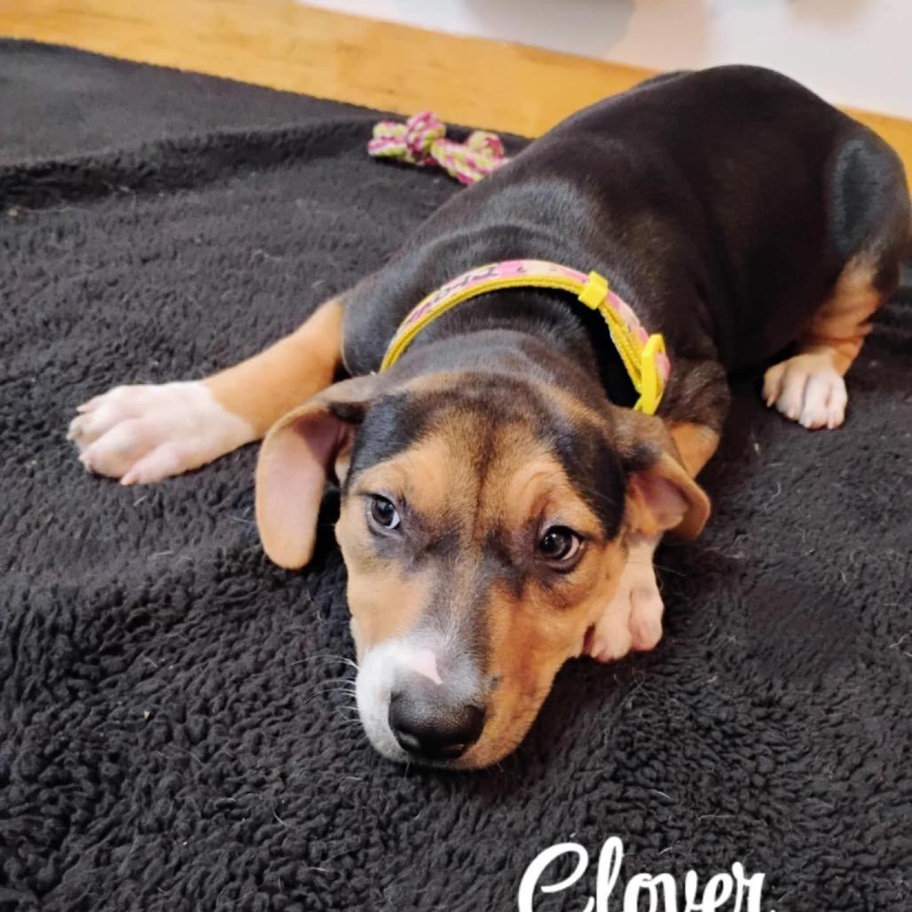 Clover, Adoptable, Young Female Australian Cattle Dog / Blue Heeler.