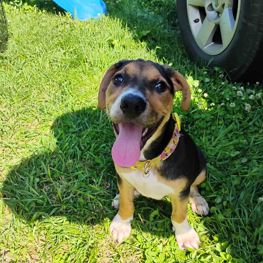 Clover, a Adoptable mixed breed image 3/6