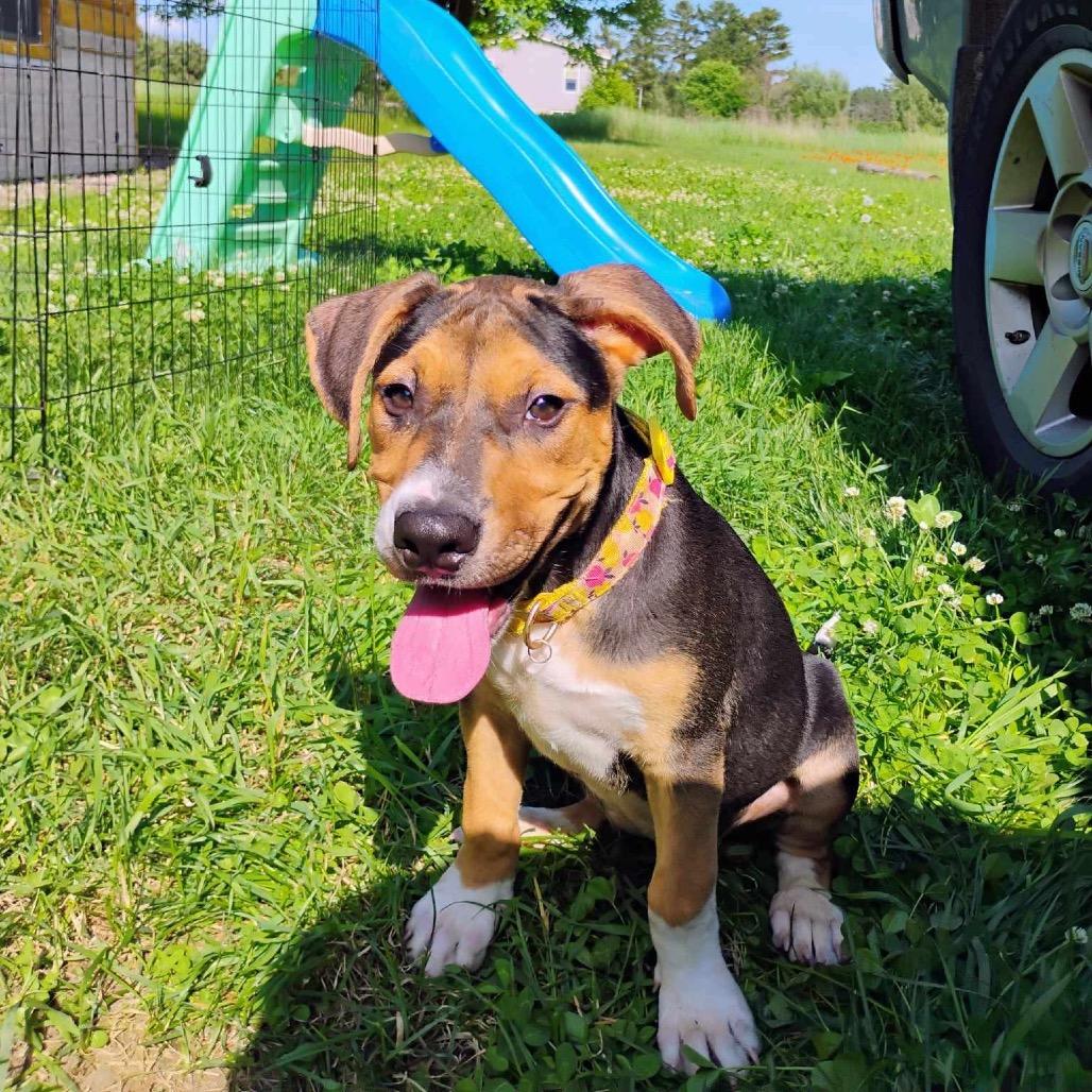 Clover, a Adoptable mixed breed image 4/6