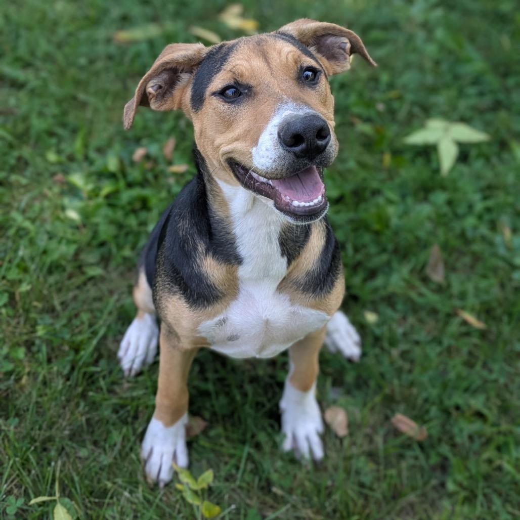 Enlarge Clover, a Adoptable mixed breed in Stevens Point, WI image 4/6